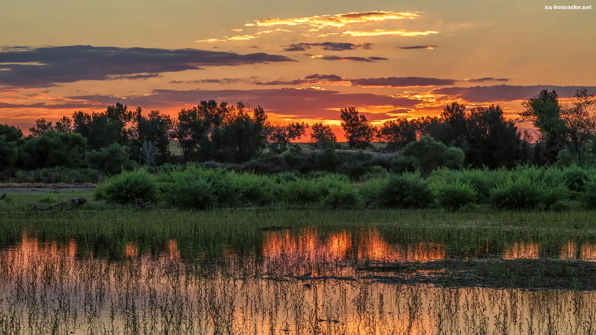 Wschód słońca, Kolorado, Stany Zjednoczone, Jezioro, Lake Chatfield, Trawy, Drzewa