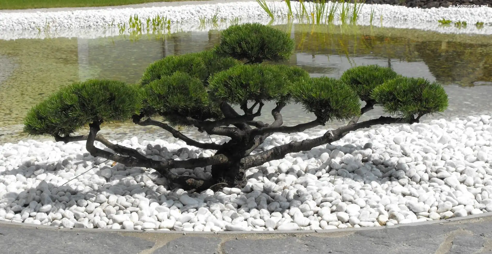 Drzewko, Bonsai