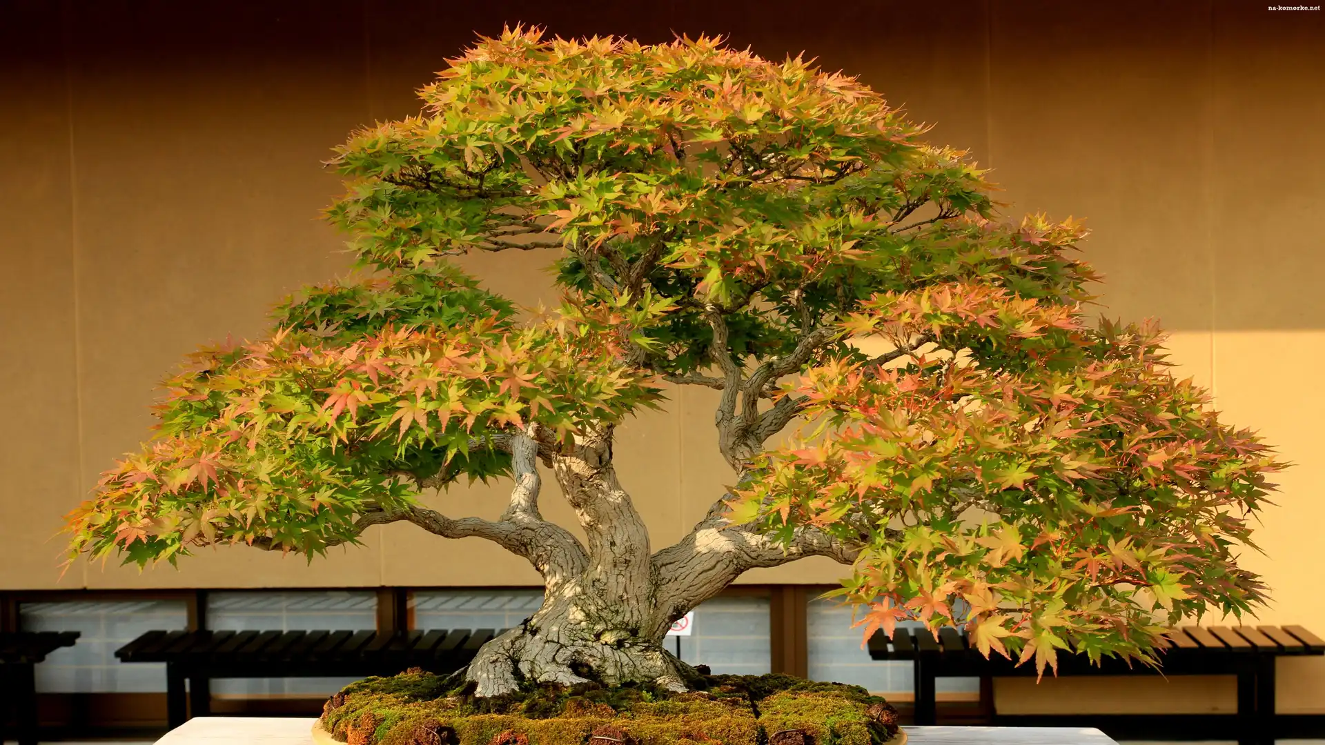 Drzewko, Klonu, Bonsai, Miniatura