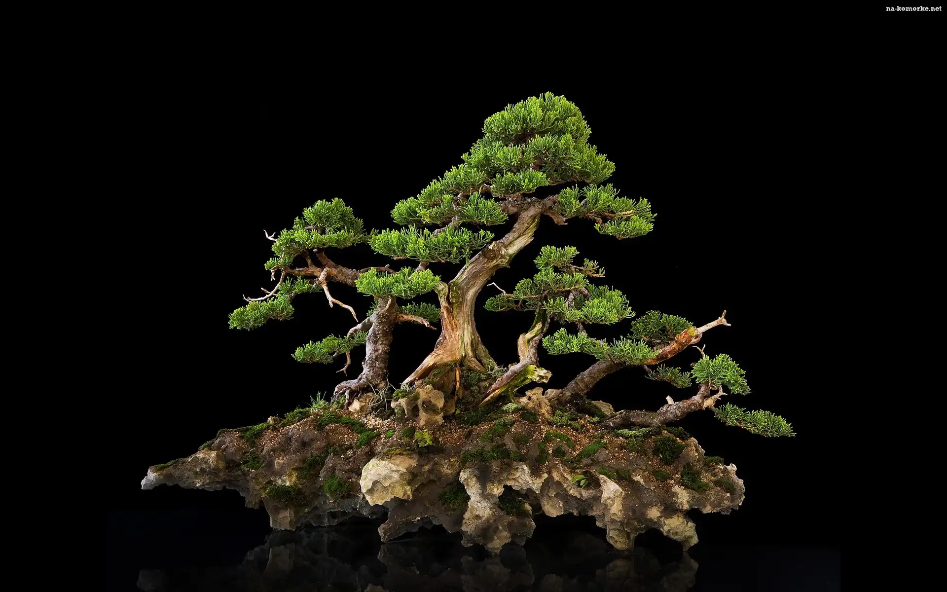 Drzewko, Tło, Bonsai, Ciemne