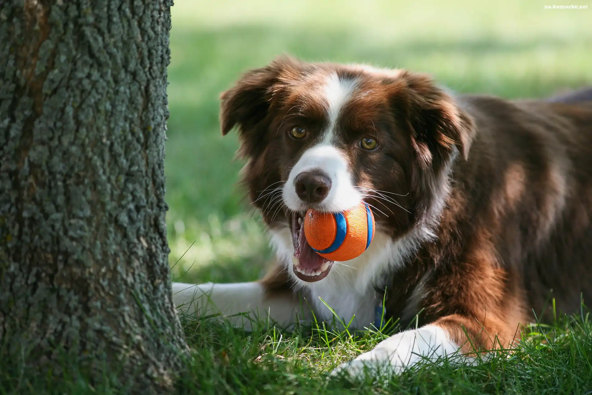 Drzewo, Piłeczka, Trawa, Border collie