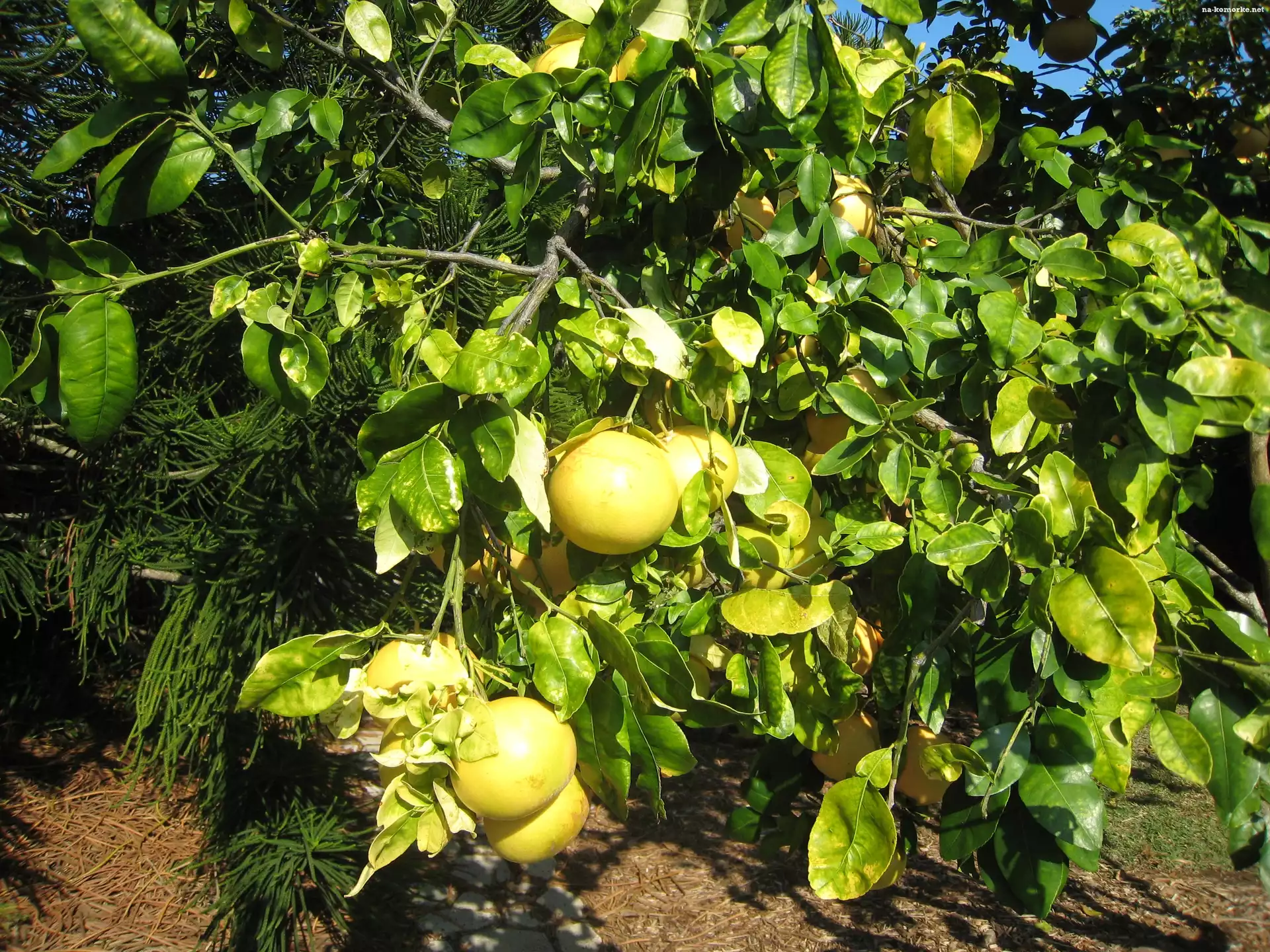 Drzewo, Grejpfrut