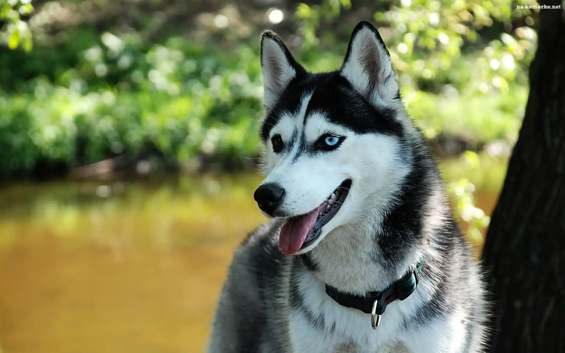 Husky, Drzewo, Park