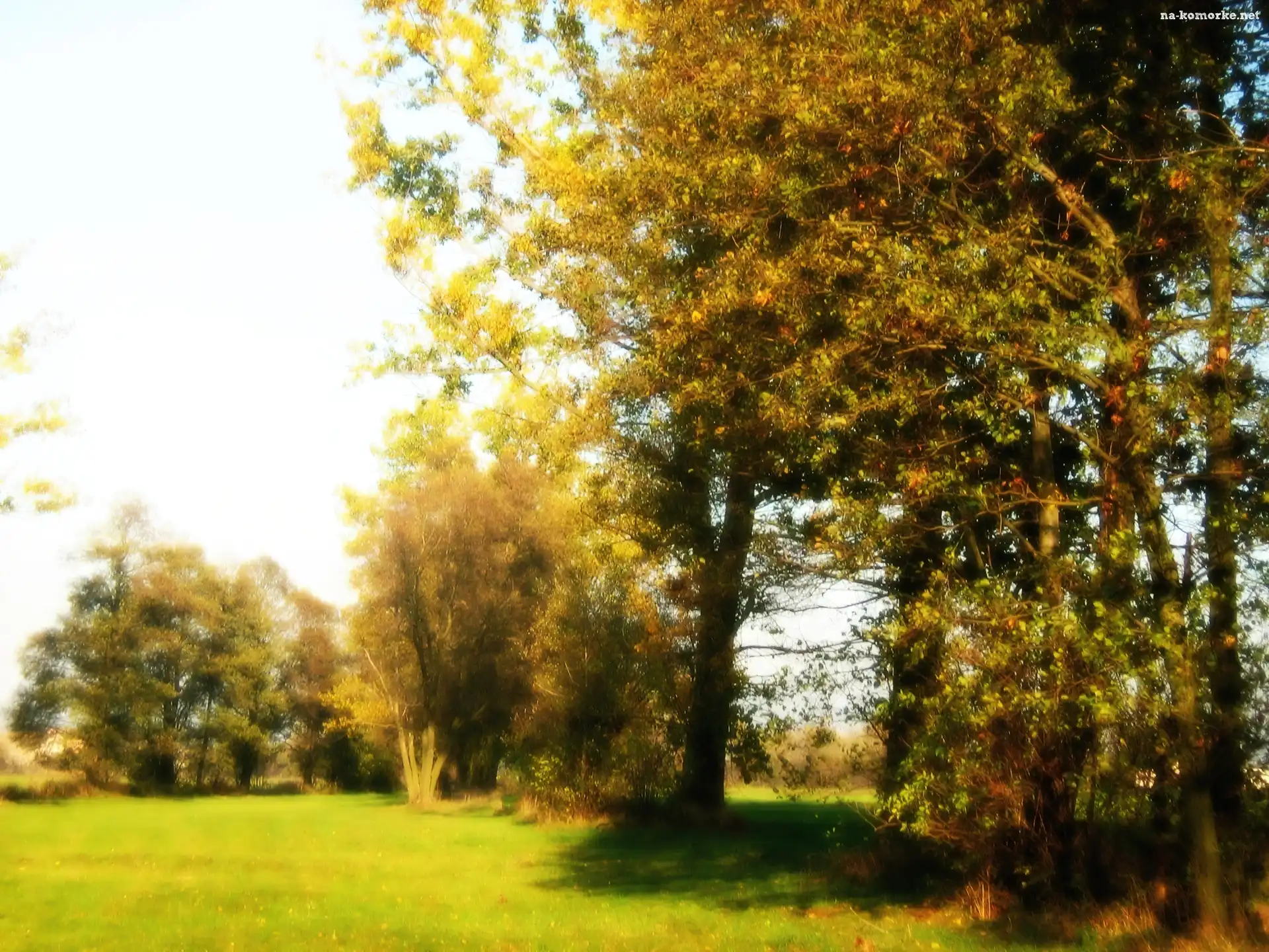 Jesień, Drzewo, łąka