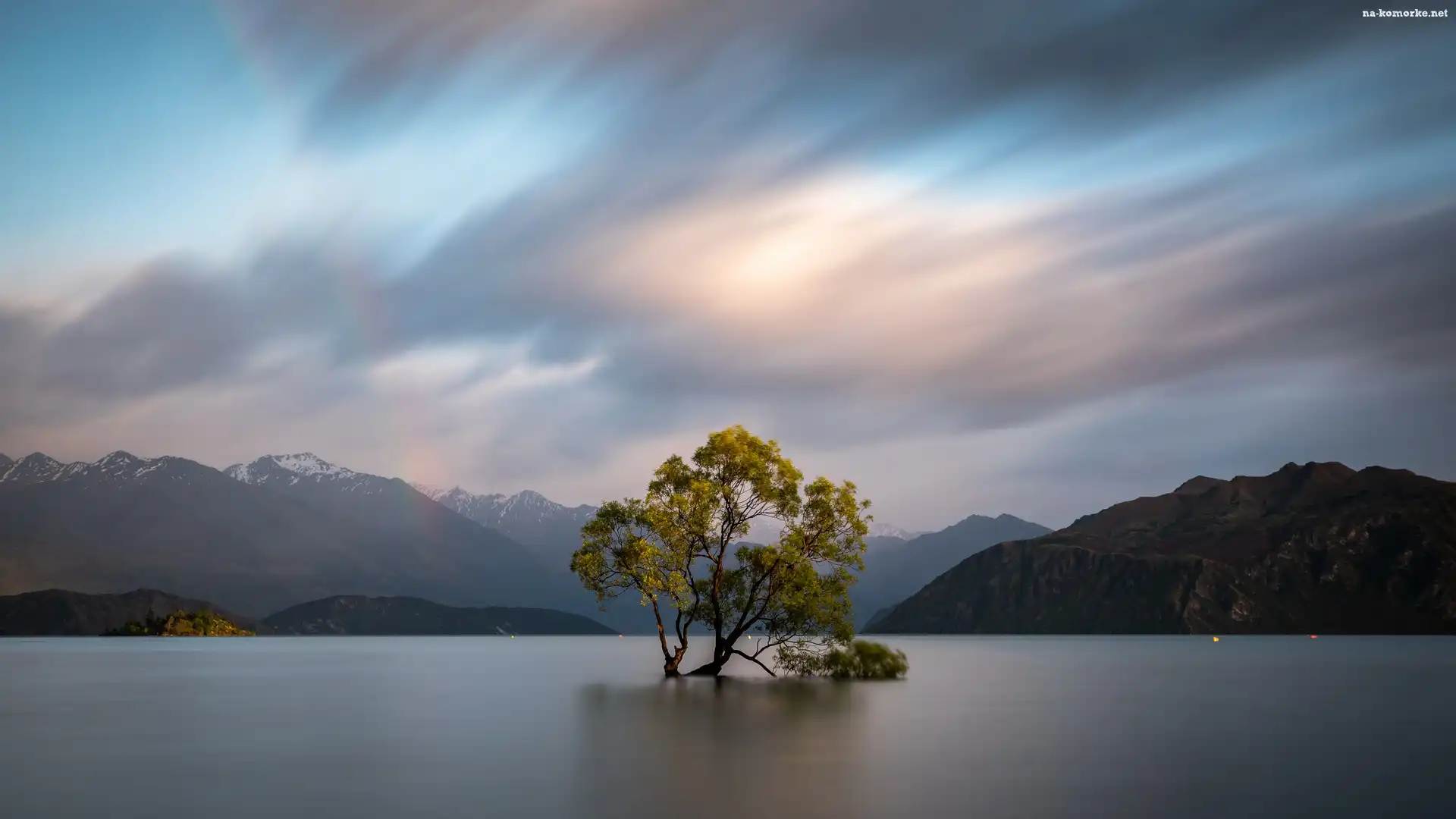 Drzewo, Nowa Zelandia, Góry, Jezioro Wanaka