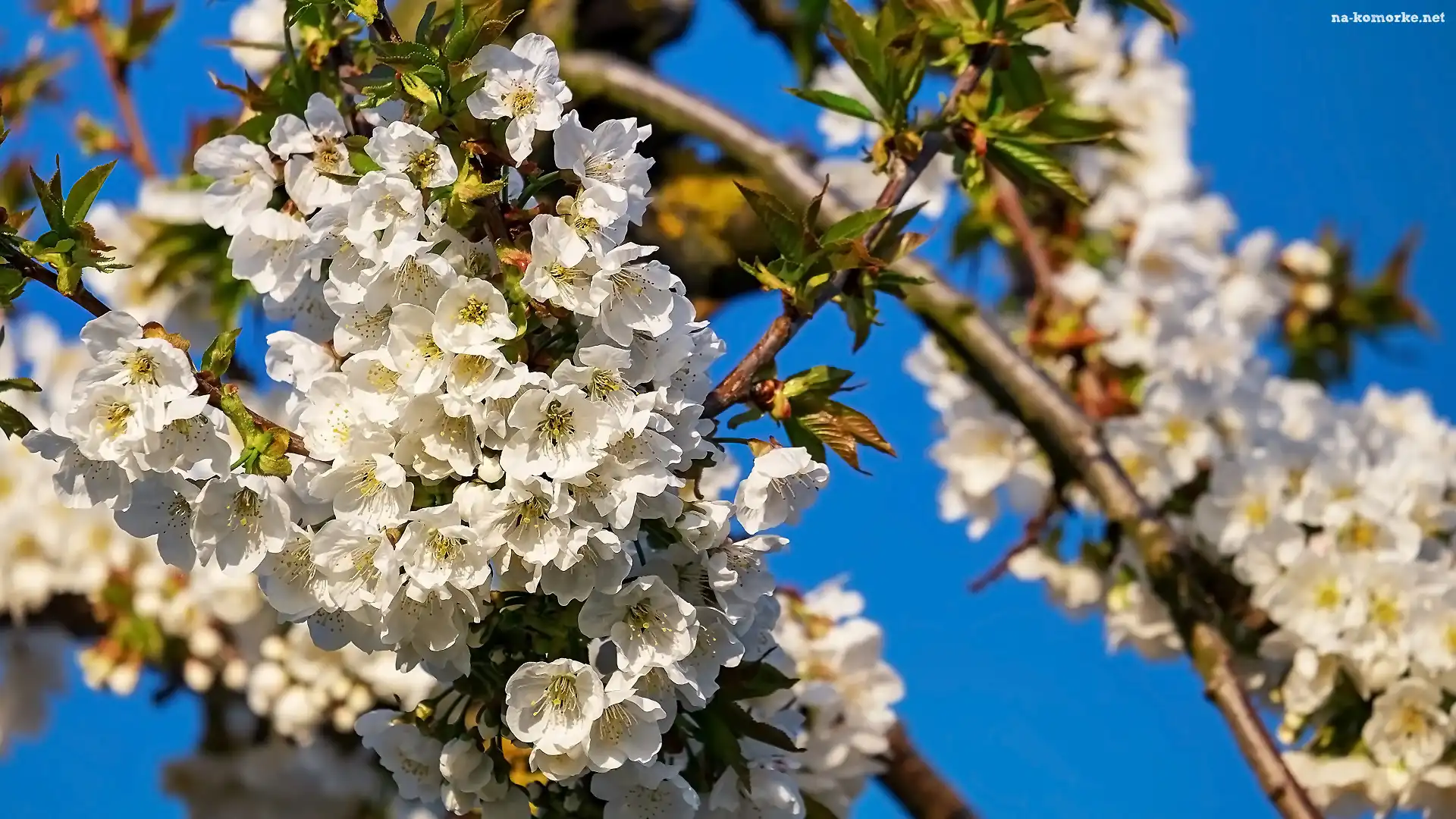 Drzewo owocowe, Okwiecone, Kwiaty, Gałązki