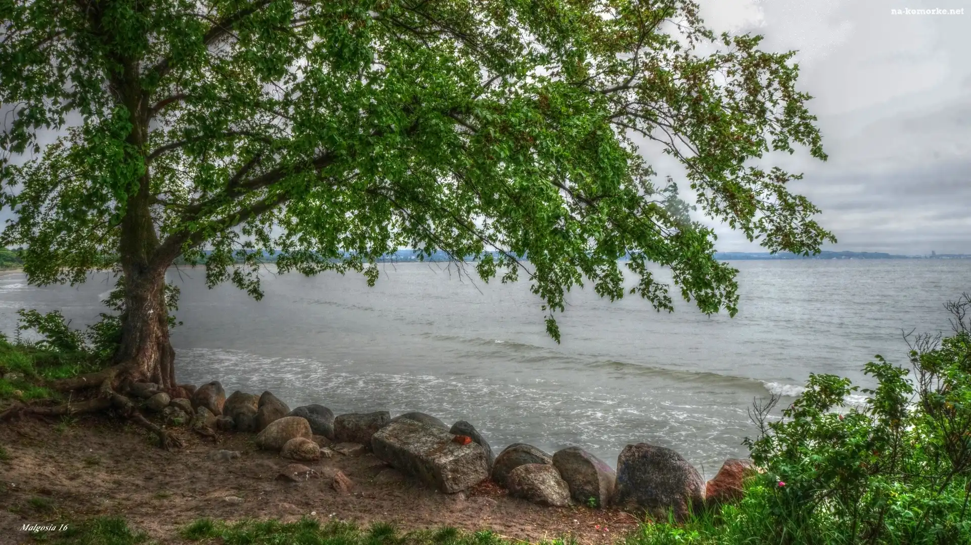 Drzewo, HDR, Morze, Kamienie