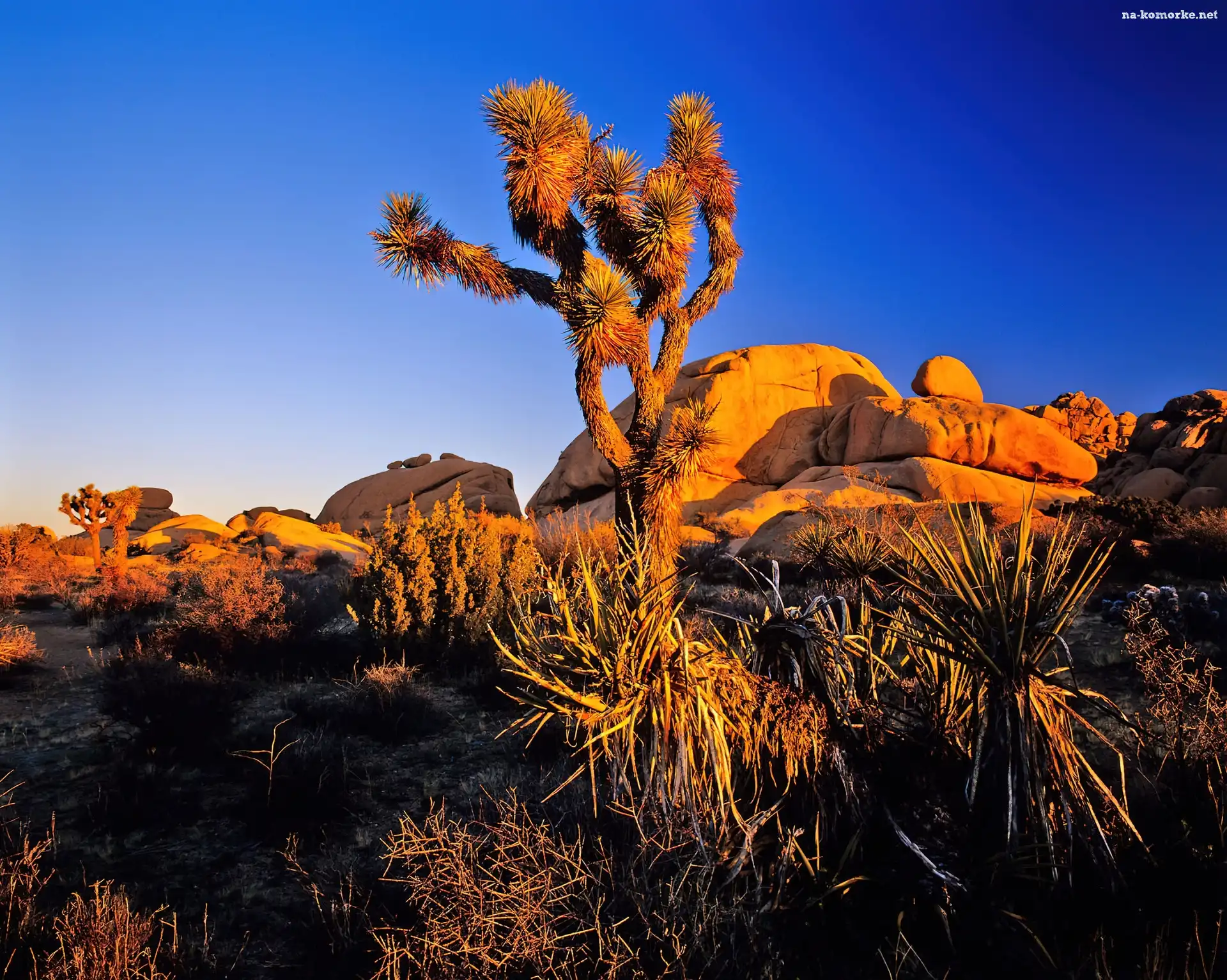 Park Narodowy Joshua Tree, Stany Zjednoczone, Drzewo Jozuego, Kalifornia