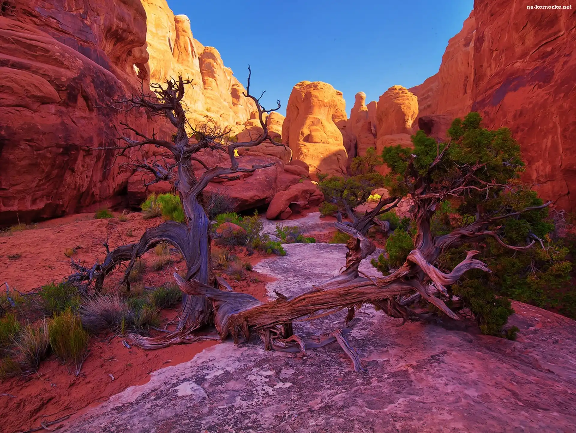 Drzewo, Kanion, Park, Narodowy, Utah