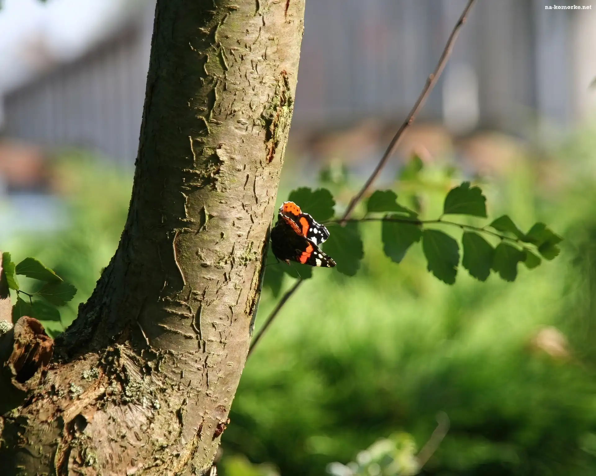 Drzewo, Motyl, Pień, Gałązka
