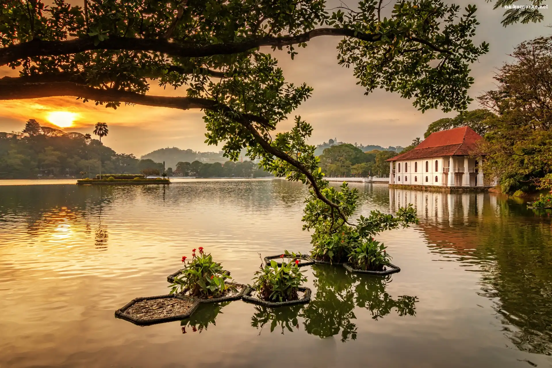 Sztuczne, Gałęzie, Sri Lanka, Jezioro, Kandy Lake, Dom, Drzewo