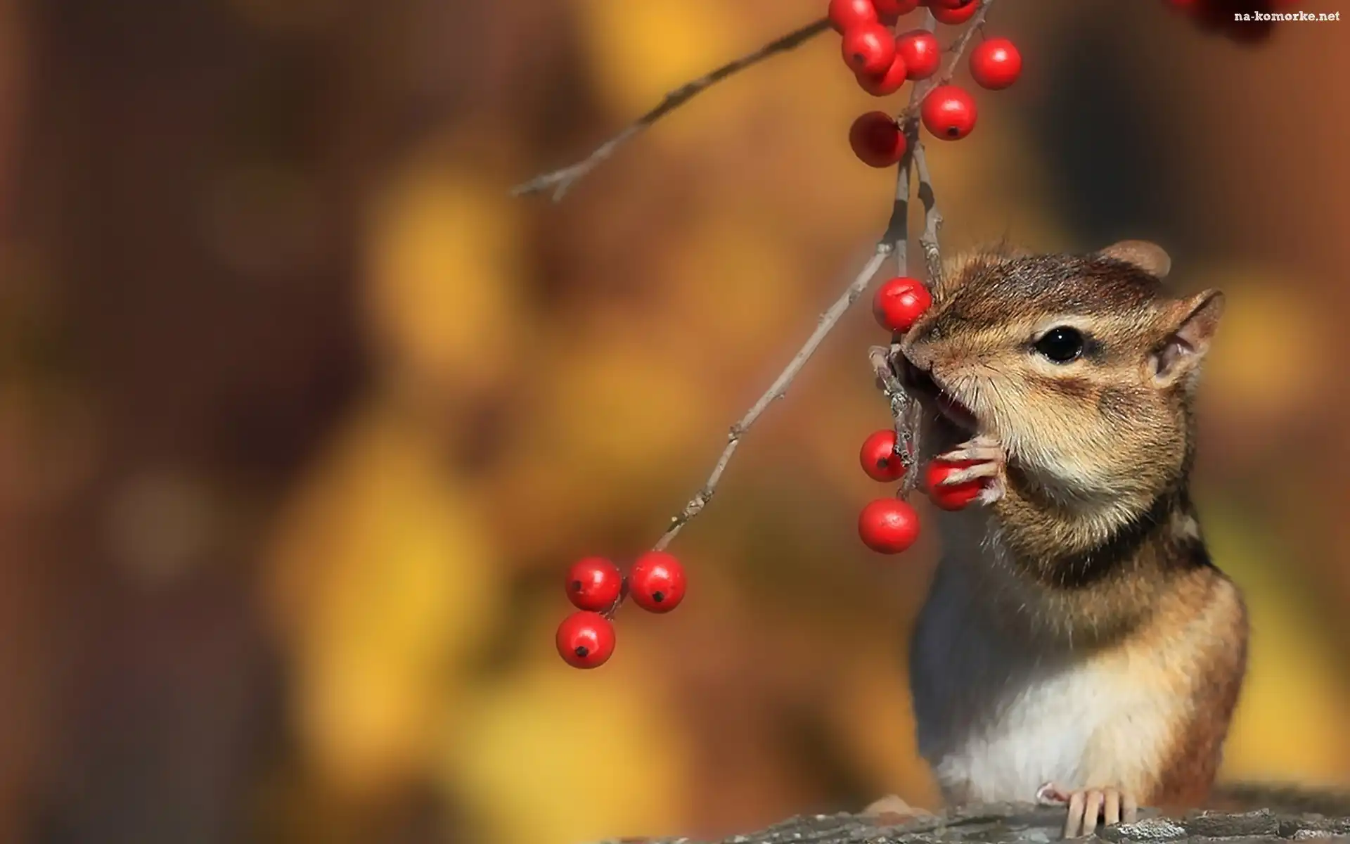 Jarzębiny, Chipmunk, Wiewiórka, Ziemna, Drzewo