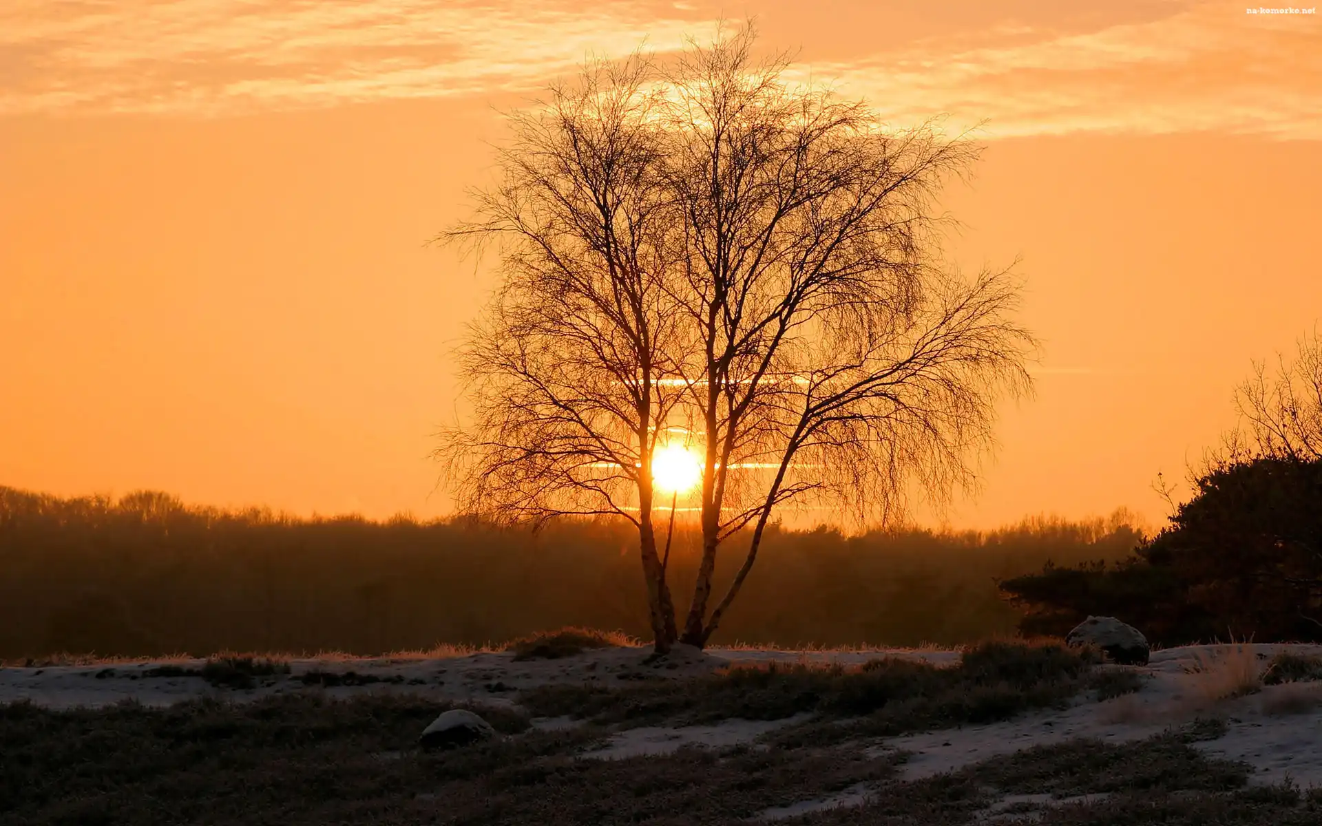 Drzewo, Śnieg, Zachód, Słońca
