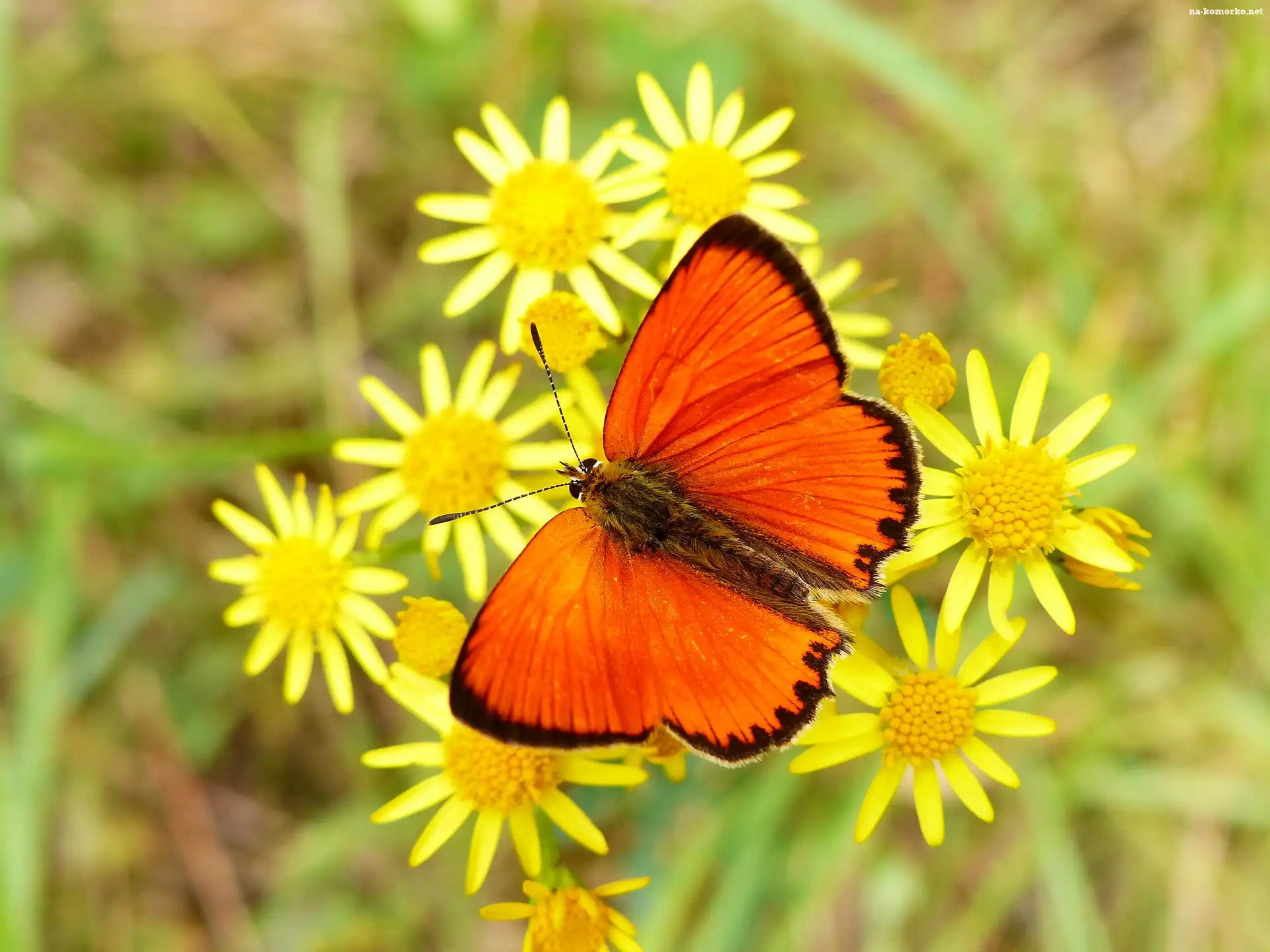 Czerwończyk dukacik, Motyl, Owad, Żółte, Modraszek, Kwiatki