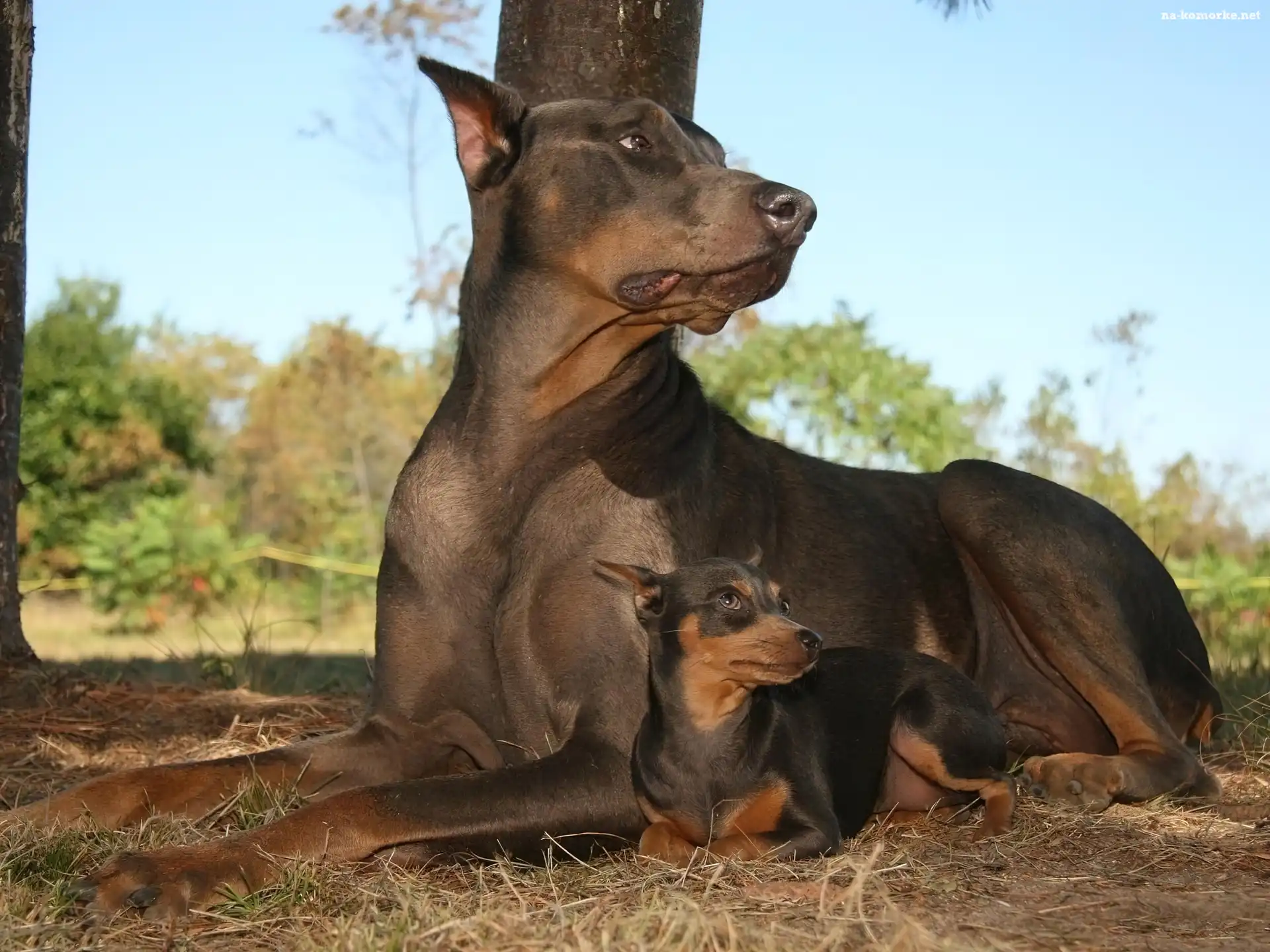 Duży, Pinczer, Doberman, Mały