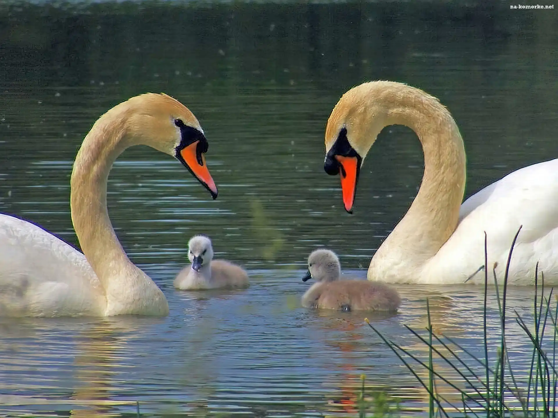 Dwa, Jezioro, Łabędzie, Małe