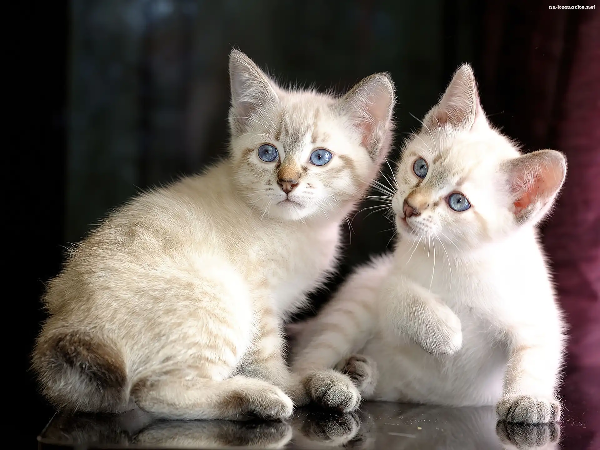 Dwa, Mekong Bobtail, Białe, Kotki