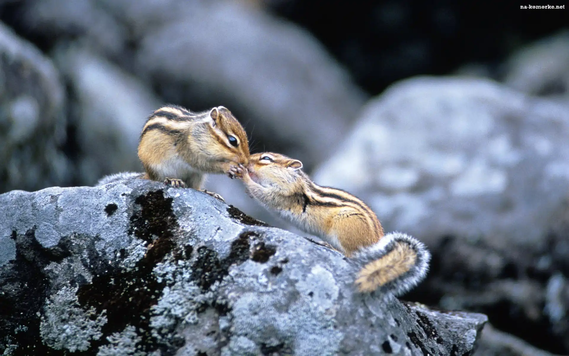 Dwa, Skały, Chipmunki, Buziak