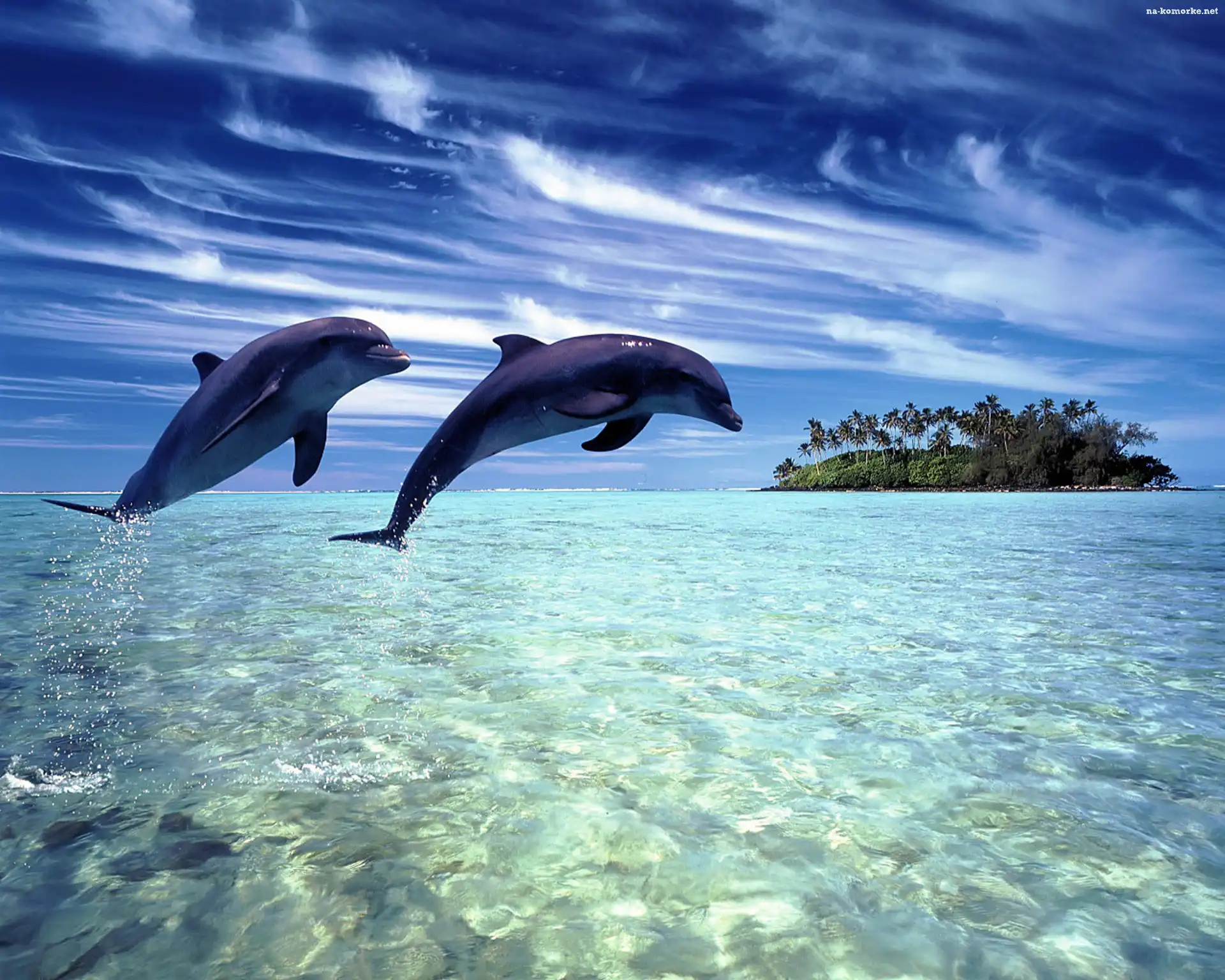 Dwa, Wyspa, Delfiny, Ocean