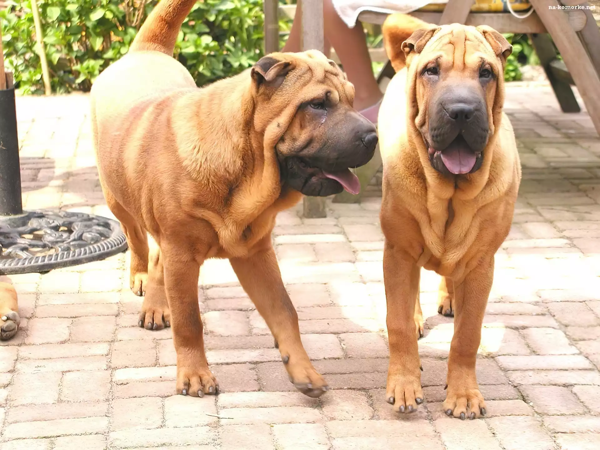 Dwa, Shar Pei, Dorosłe, Psy