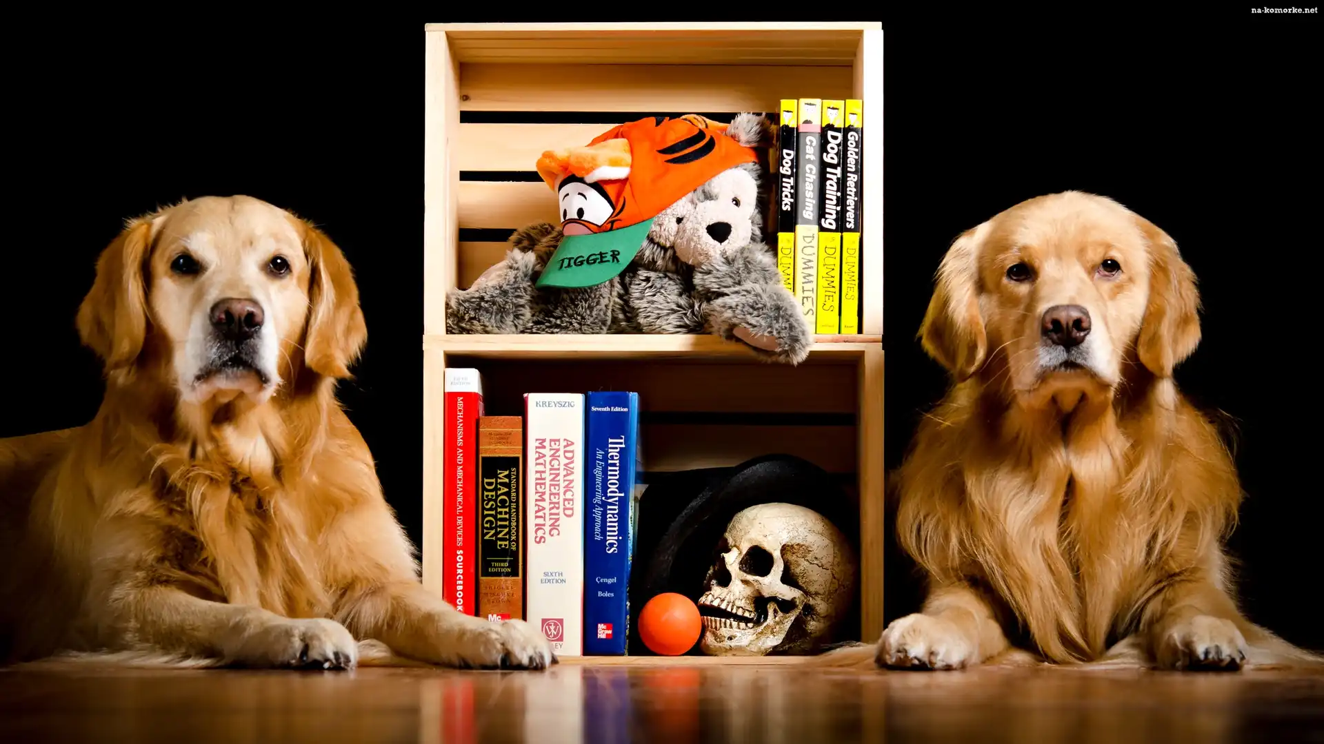 Dwa, Książki, Psy, Golden retrievery