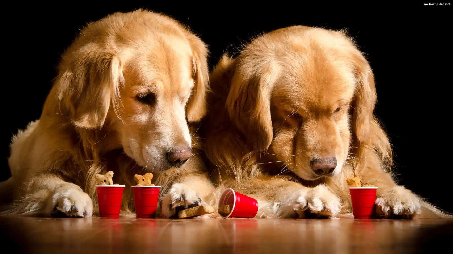 Dwa, Kubeczki, Psy, Golden retriever