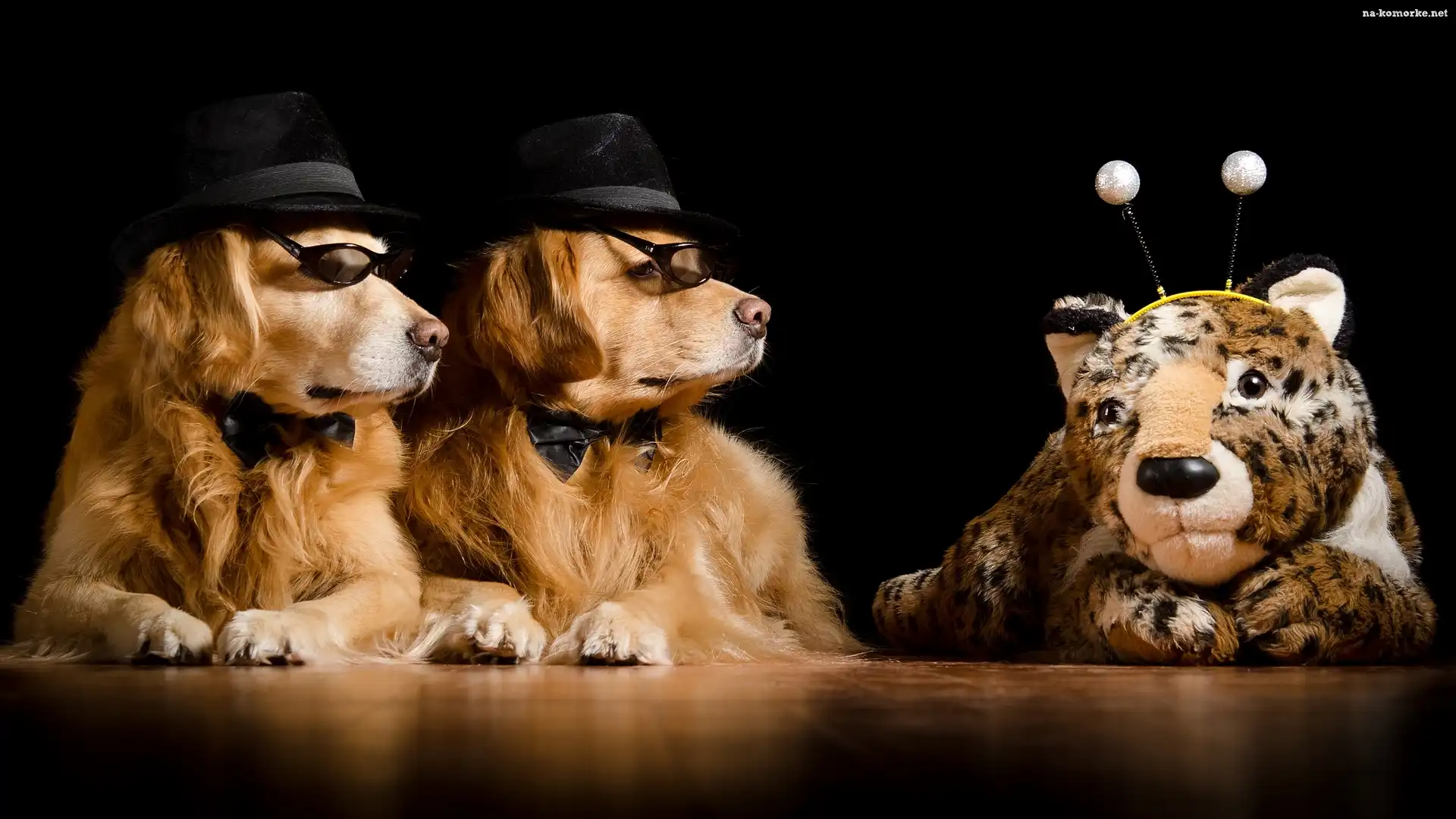 Dwa, Maskotka, Psy, Golden retriever