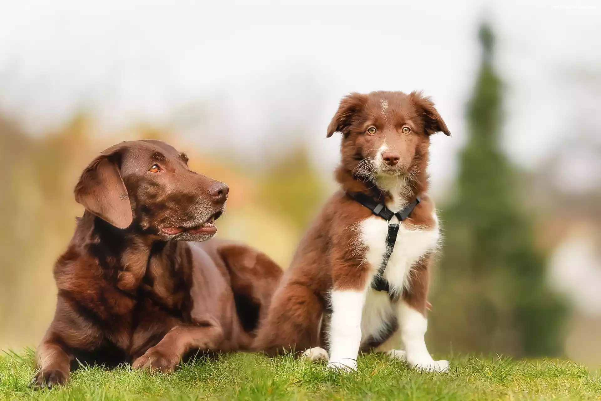 Dwa, Border collie, Psy, Labrador retriever