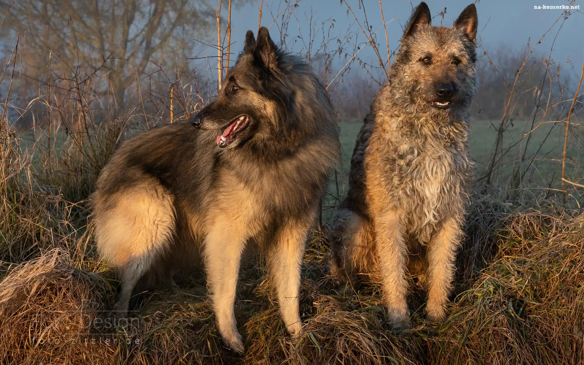 Dwa, Owczarek belgijski tervueren, Owczarek belgijski laekenois, Psy, Trawa