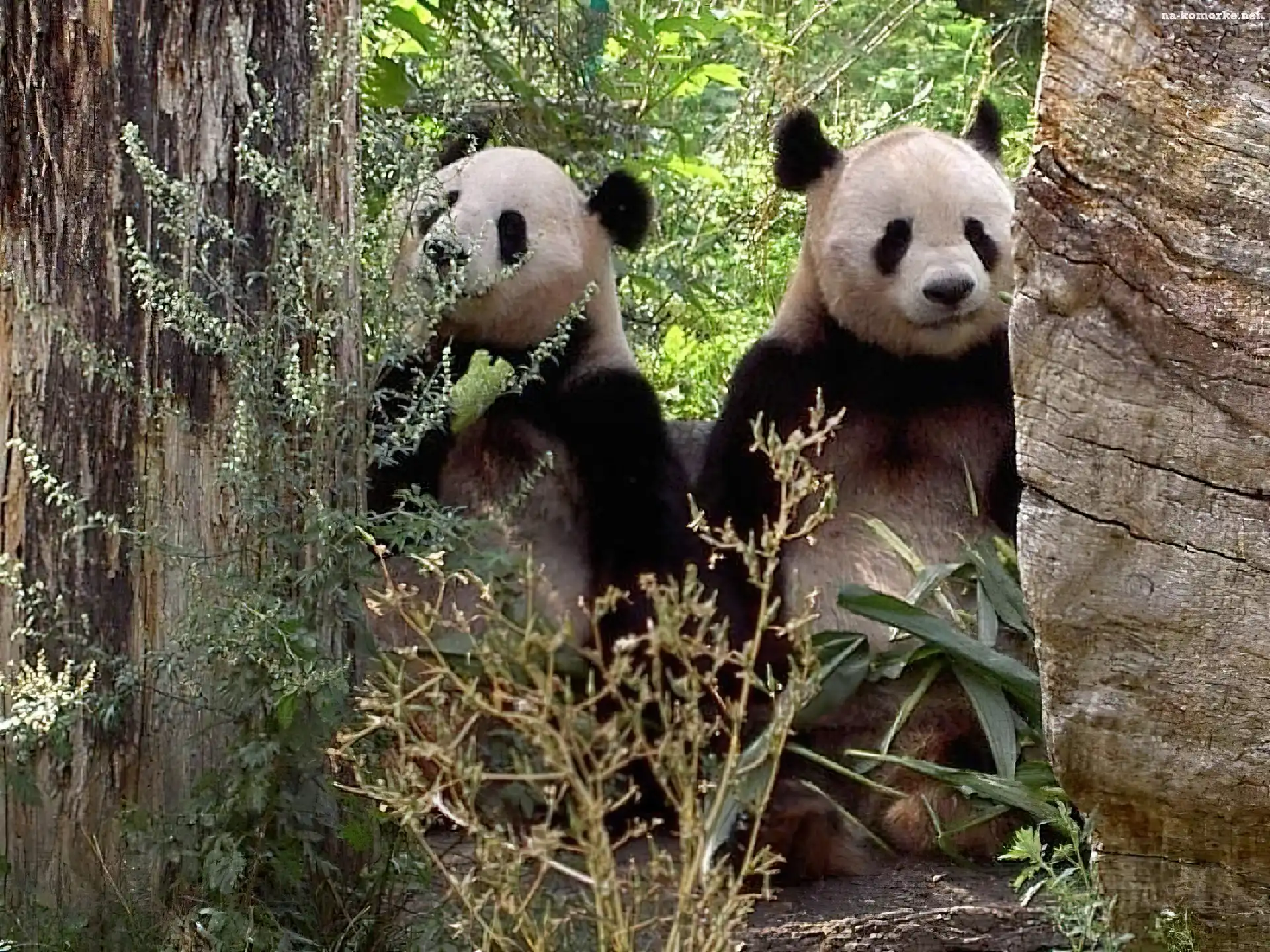 Dwa, Drzewa, Misie, Panda