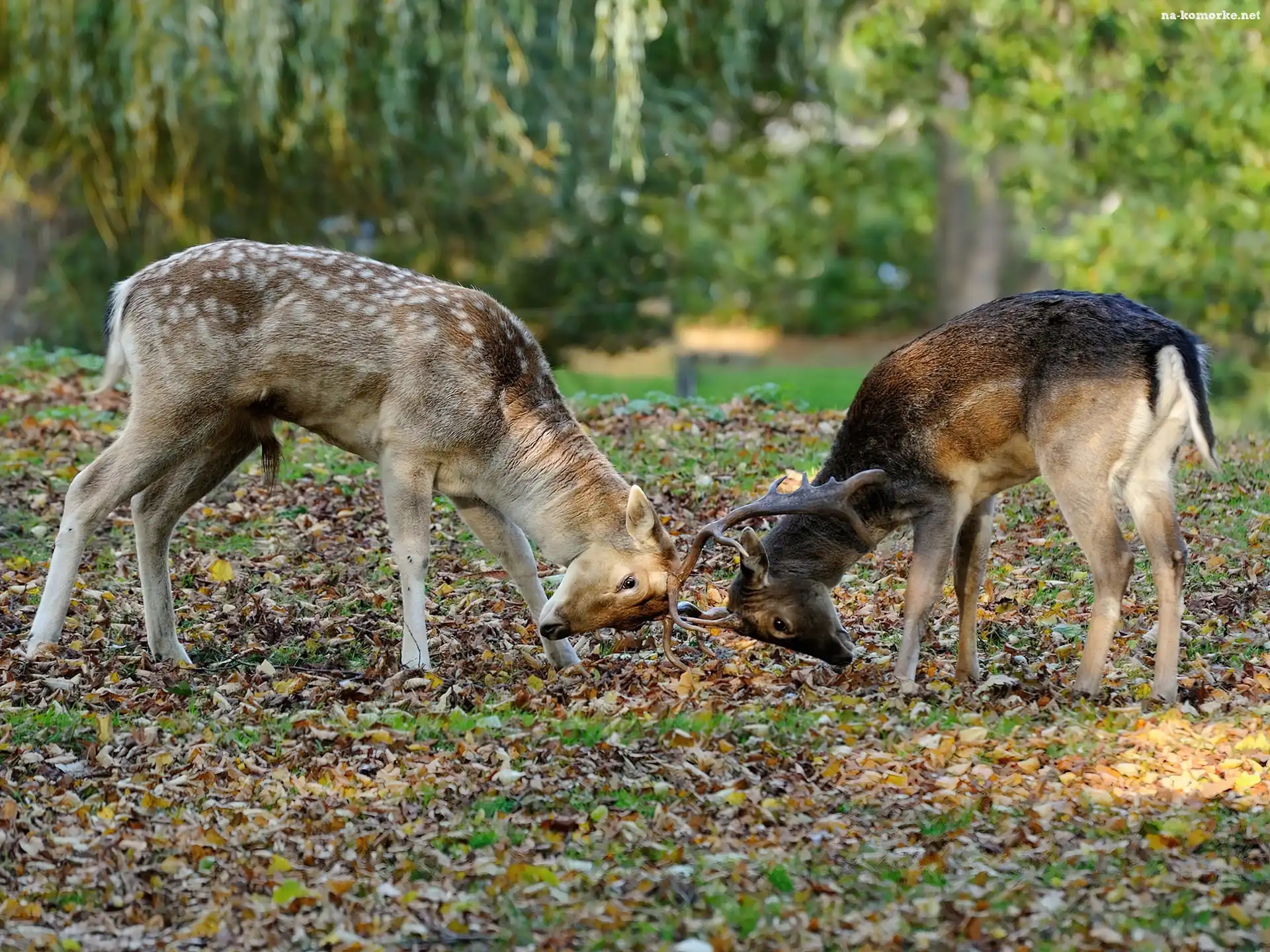 Dwa, Walka, Młode, Jelonki