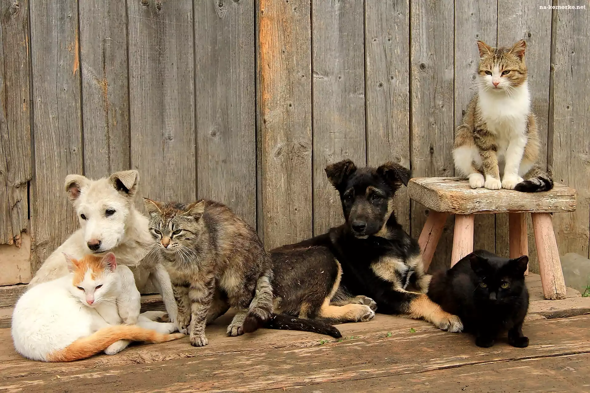 Dwa, Koty, Psy, Cztery