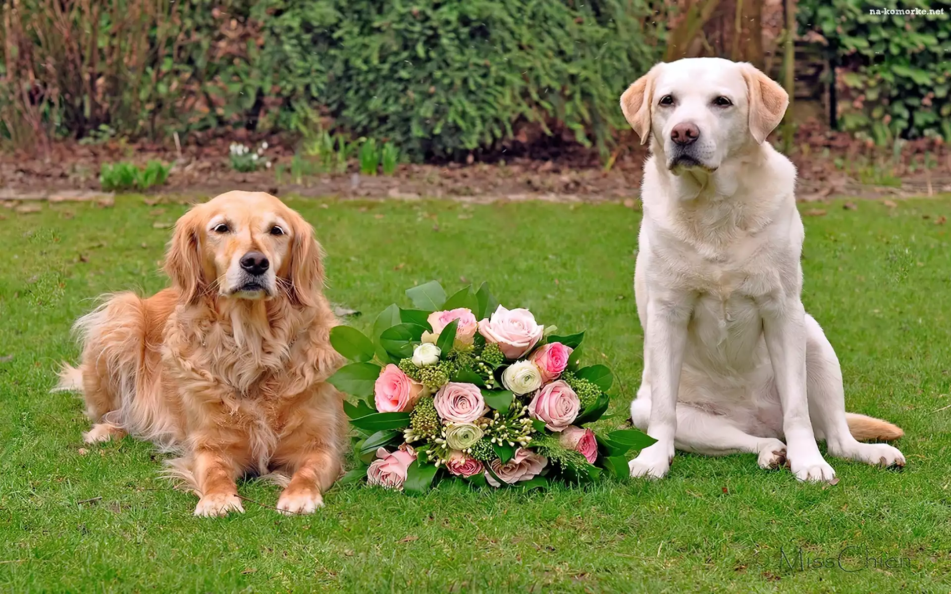 Labrador retriever, Psy, Dwa, Róż, Golden retriever, Bukiet