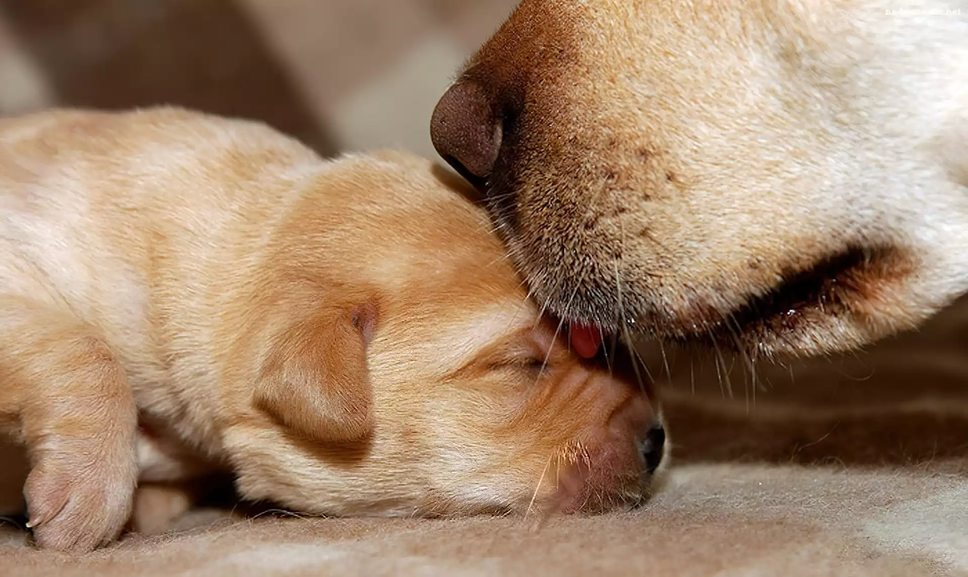 Golden Retriever, Dwa, Psy, Matka, Szczeniak