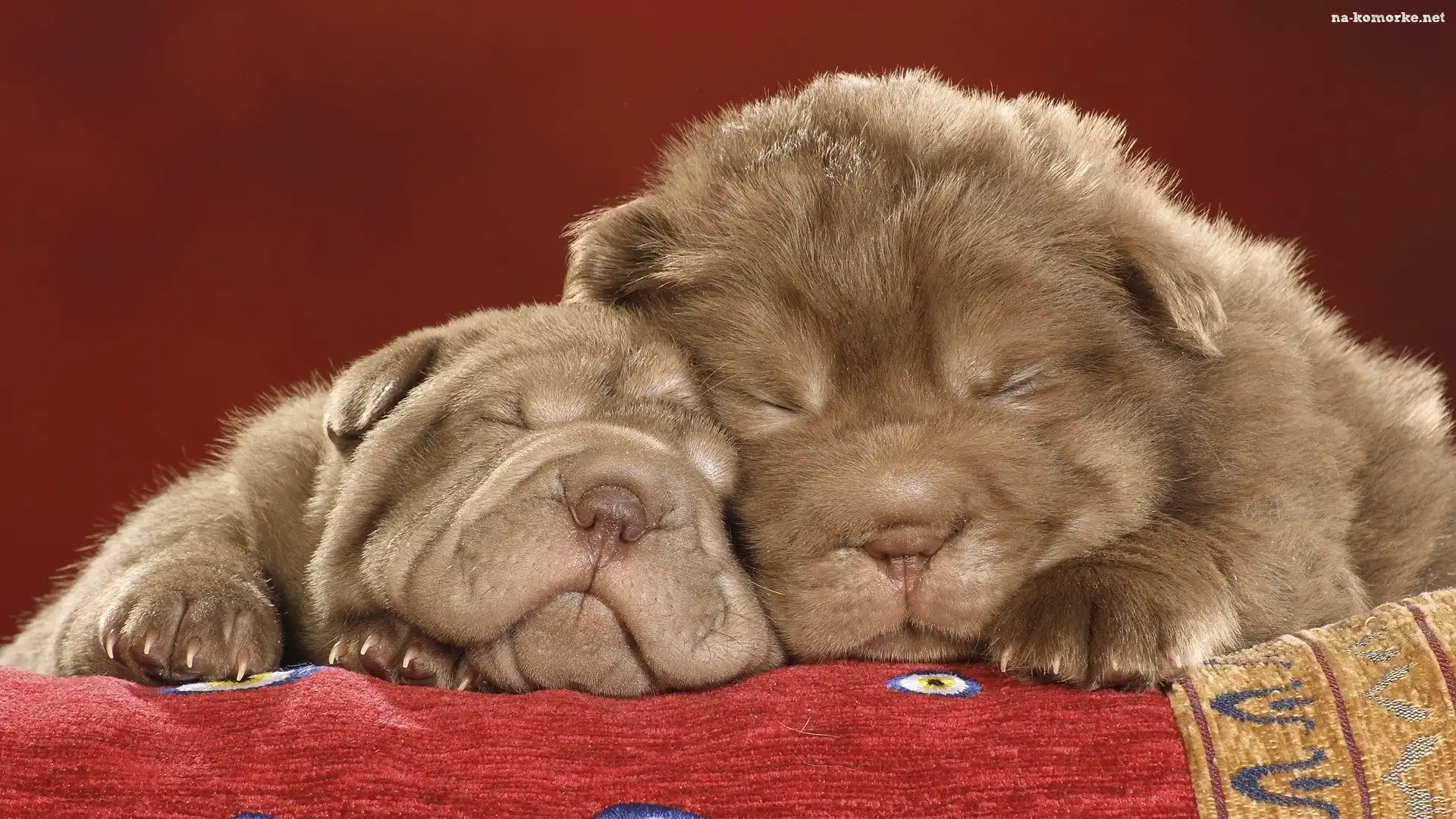 Dwa, Śpiące, Shar Pei