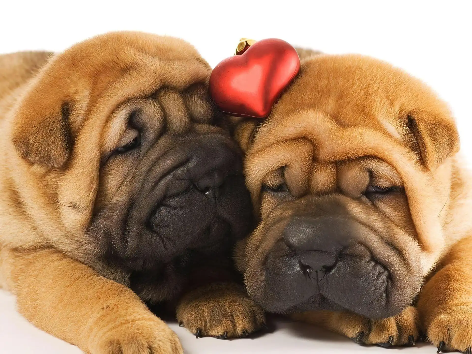 Dwa, Serduszko, Śpiące, Shar Pei