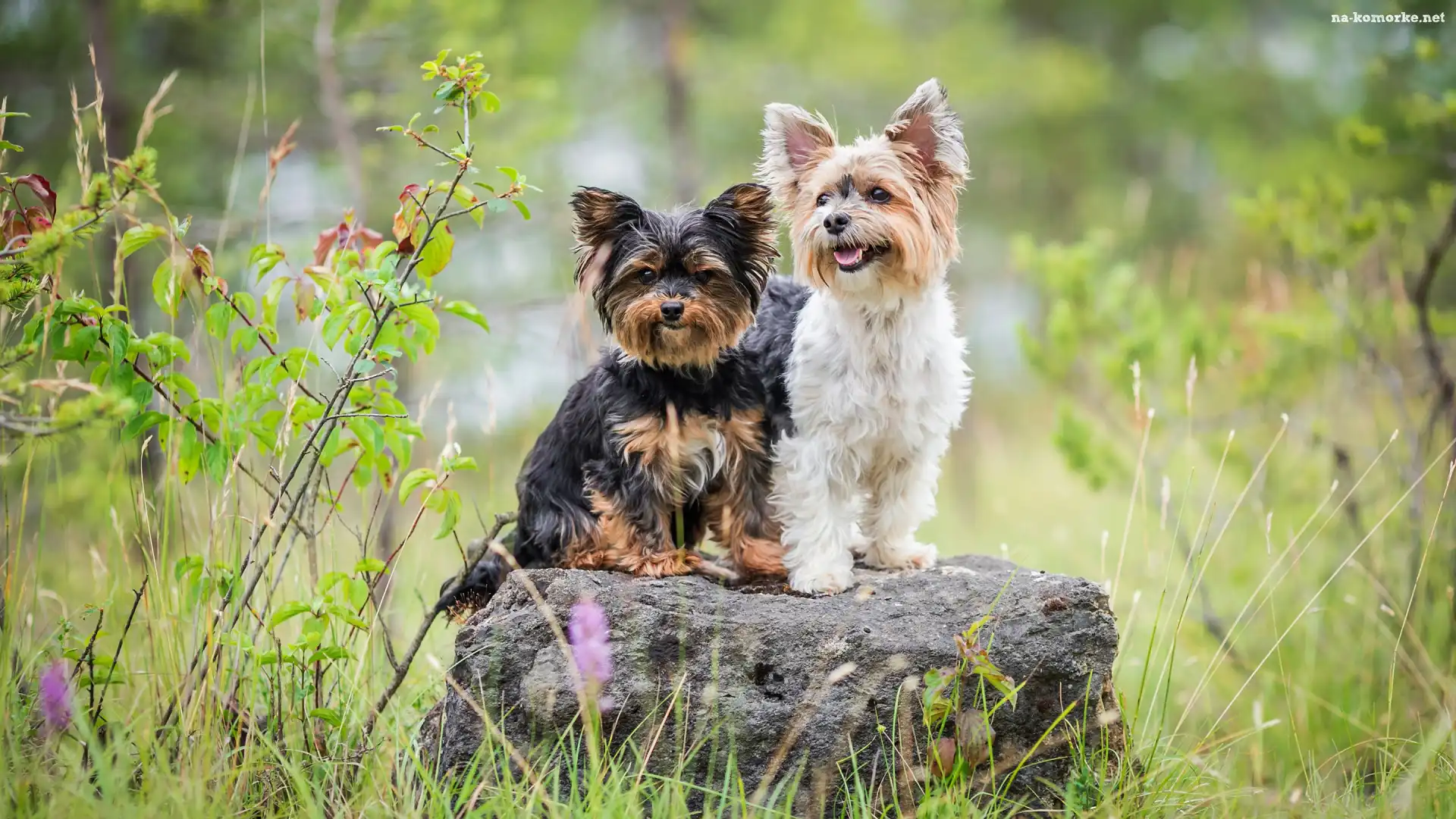 Dwa, Kamień, Psy, Yorkshire terrier