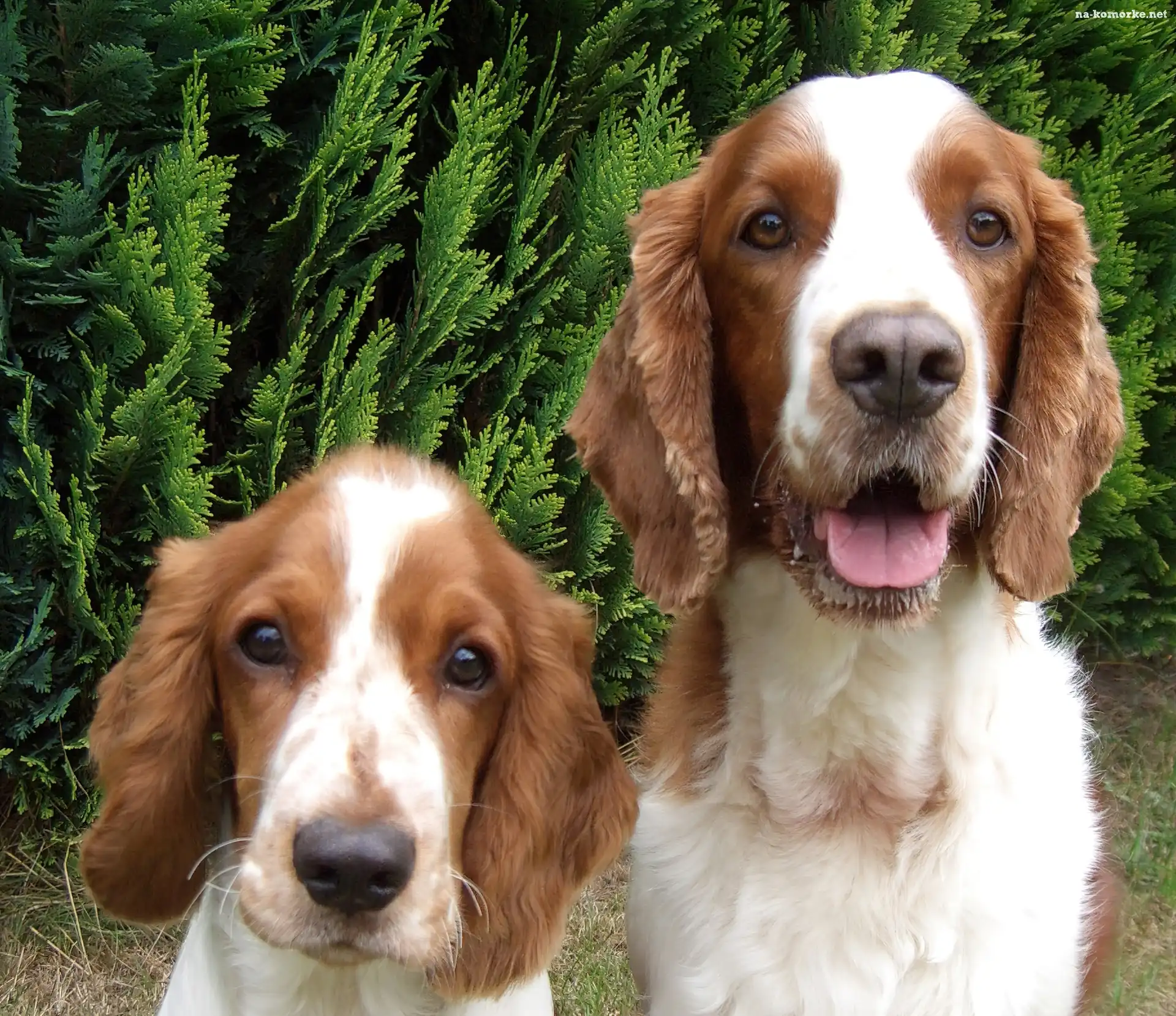 dwie, mordki, Springer spaniel walijski