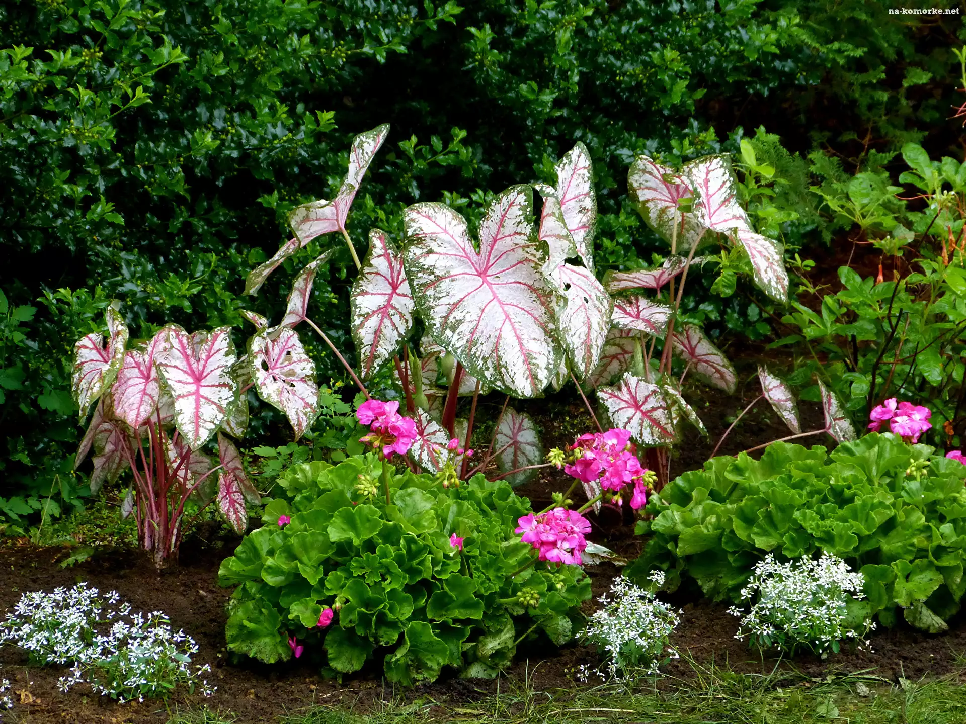 Pelargonie, Białe, Roślina, Kwiatki, Kwiaty, Różowe, Kaladium dwubarwne