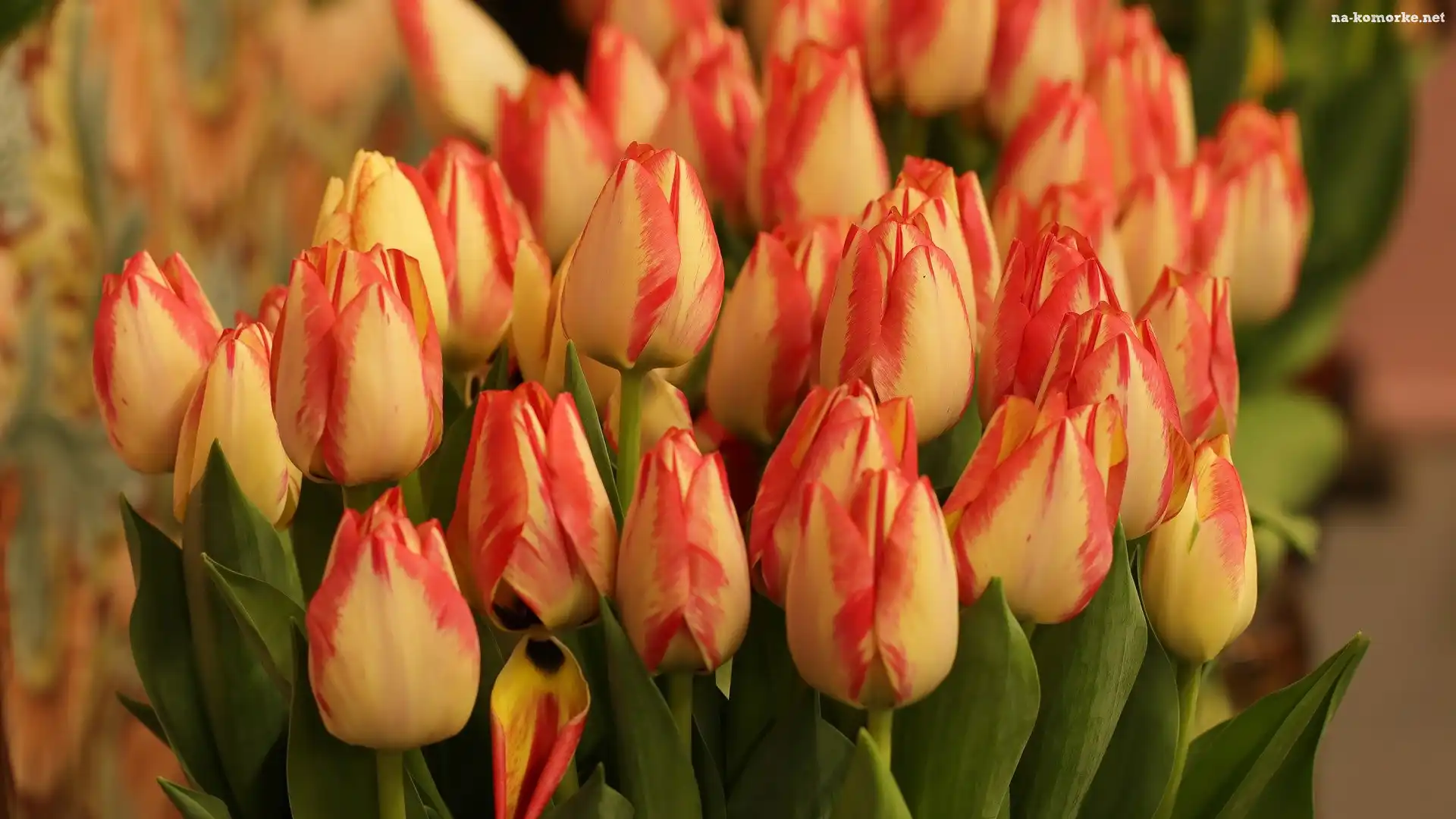 Dwukolorowe, Kwiaty, Tulipany