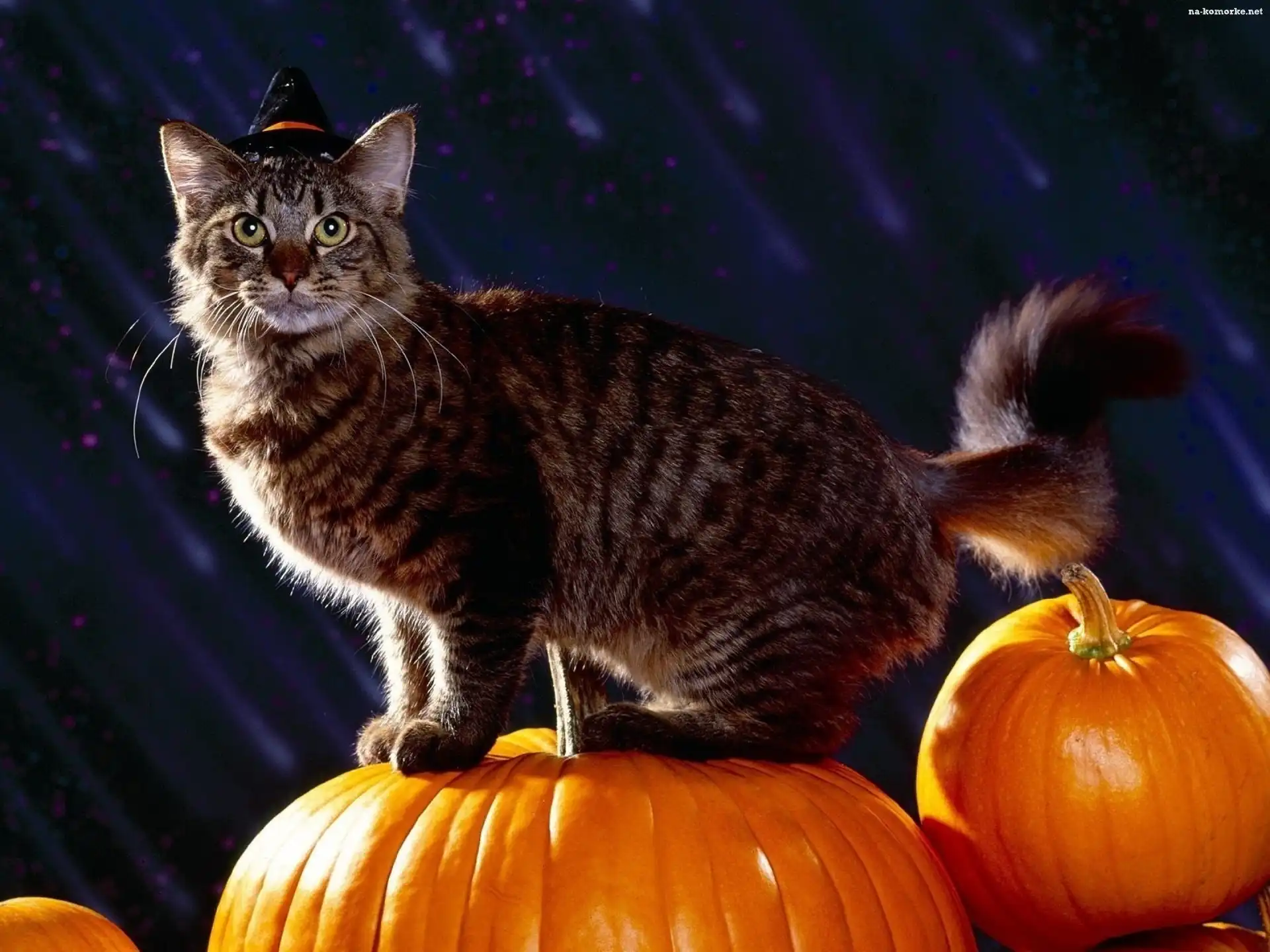 Kot, Dynia, Halloween