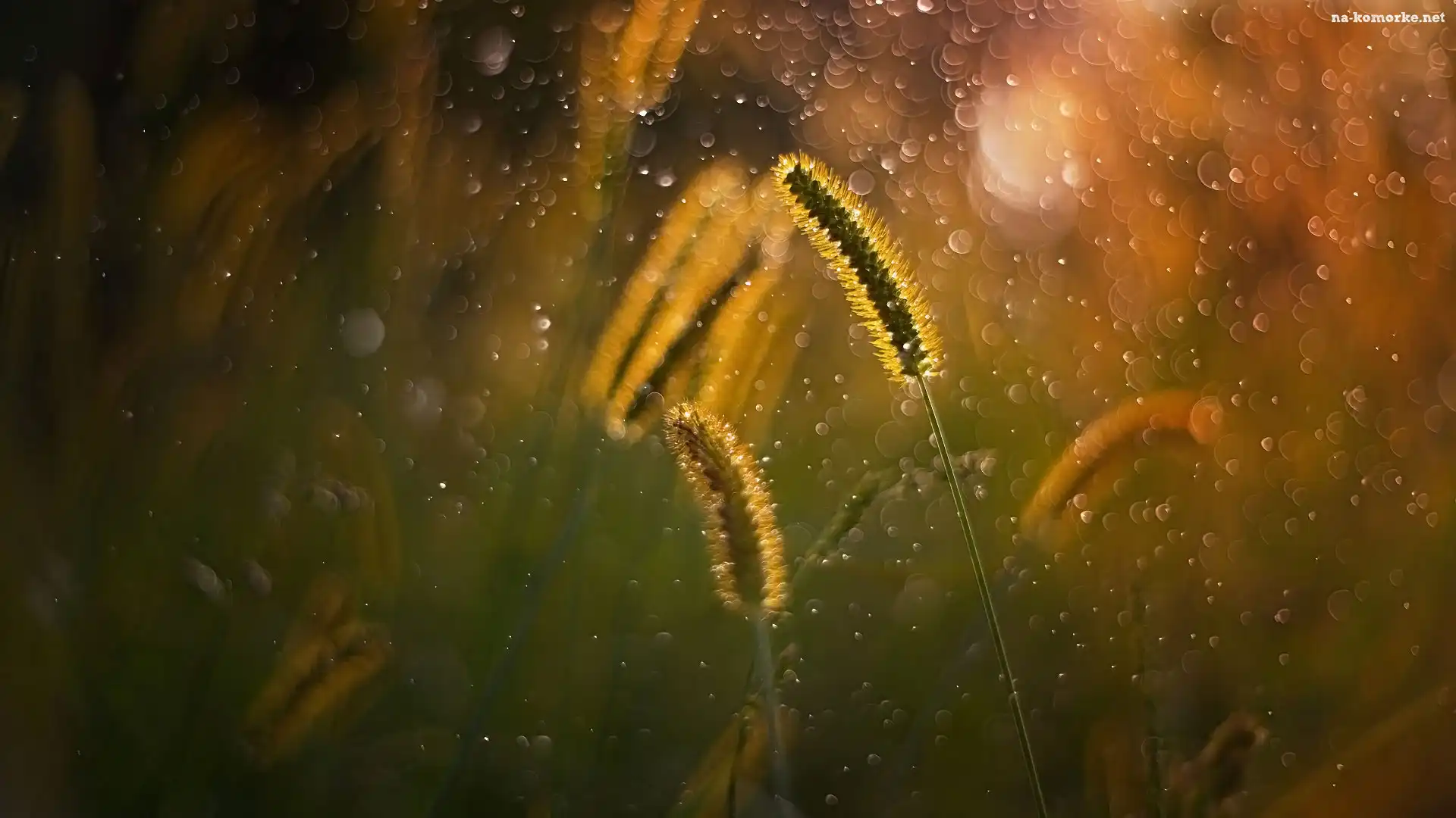 Trawa, Źdźbła, Bokeh