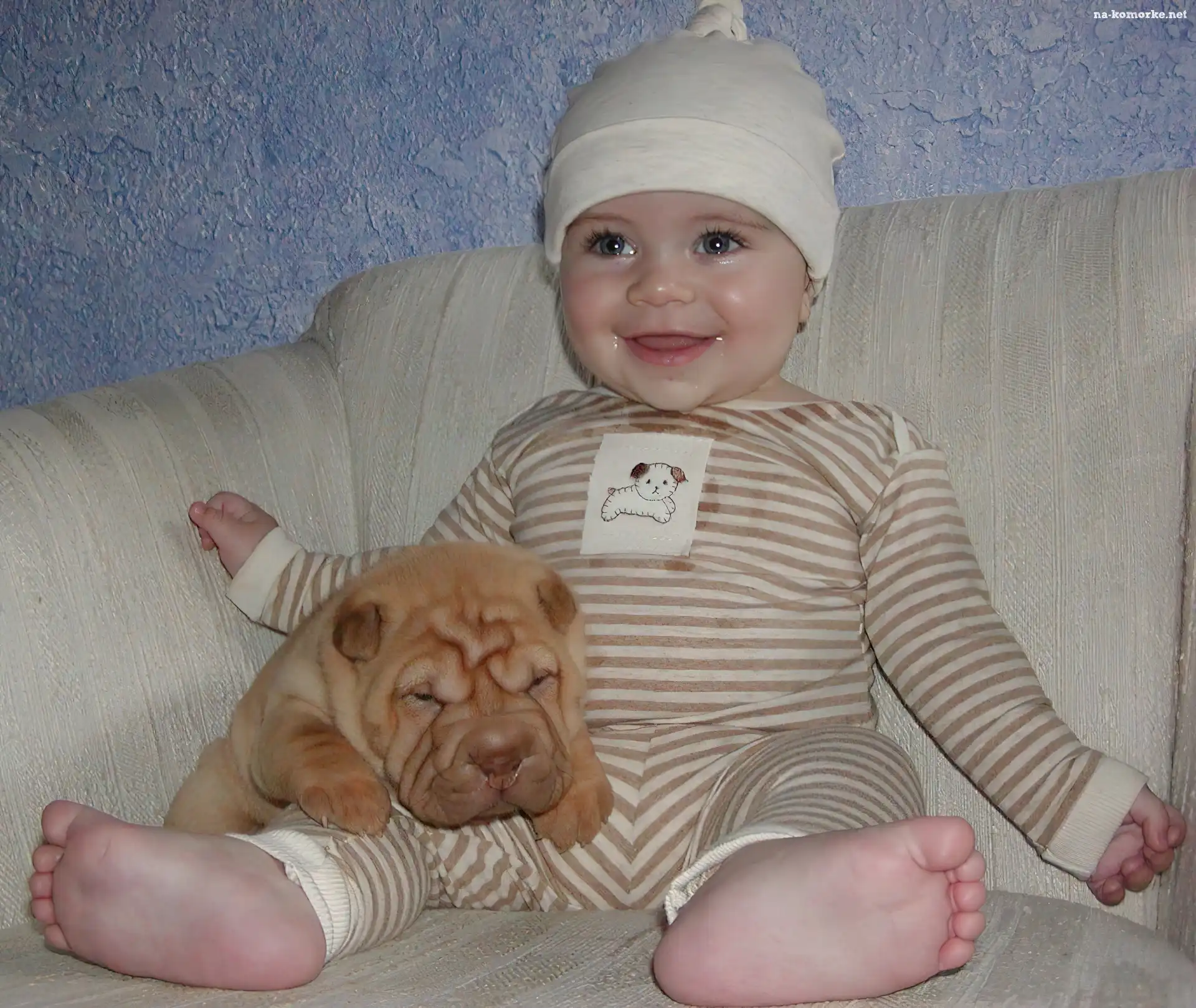 dziecko, słodki, szczeniak, Shar Pei, zadowolone