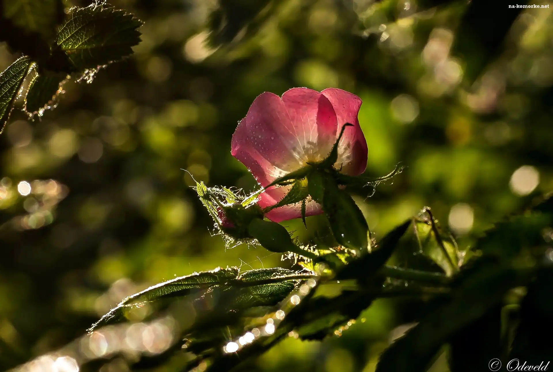 Dzika Róża, Bokeh, Kwiat, Światło