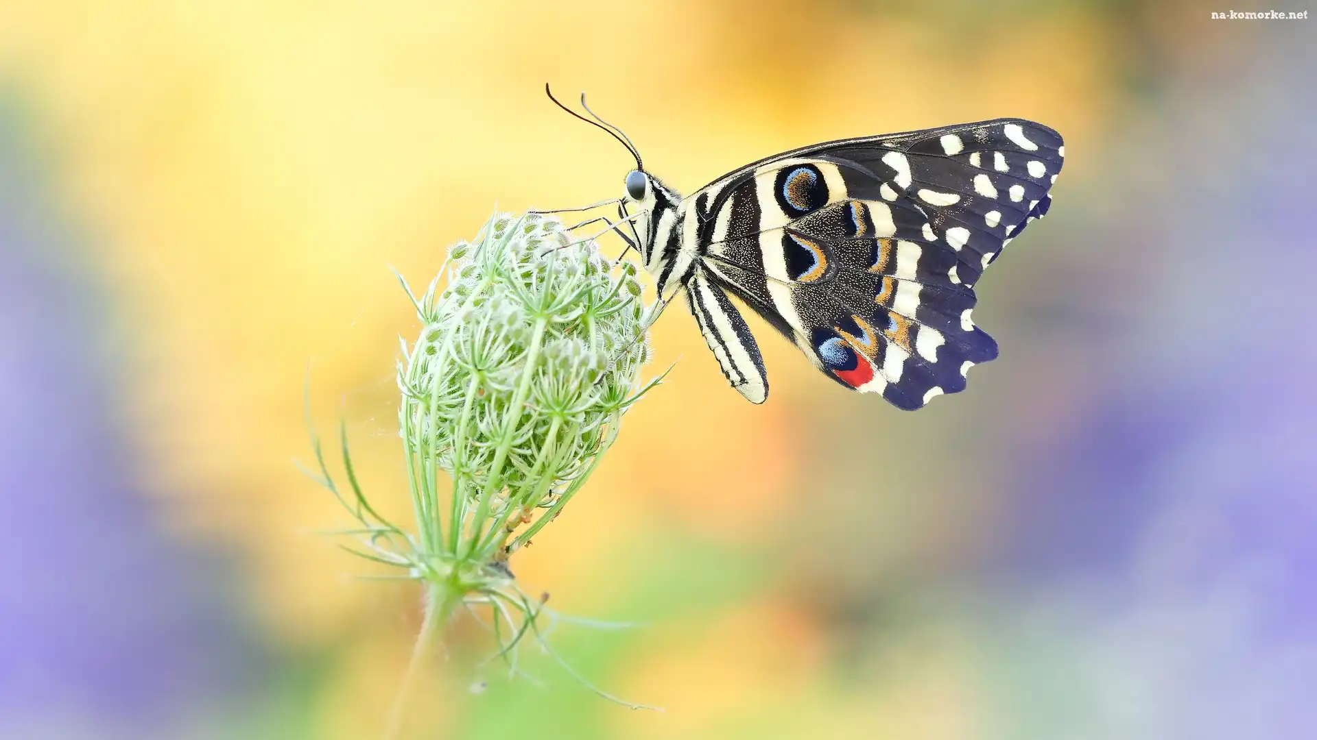 Motyl, Dzika marchew, Papilio demodocus