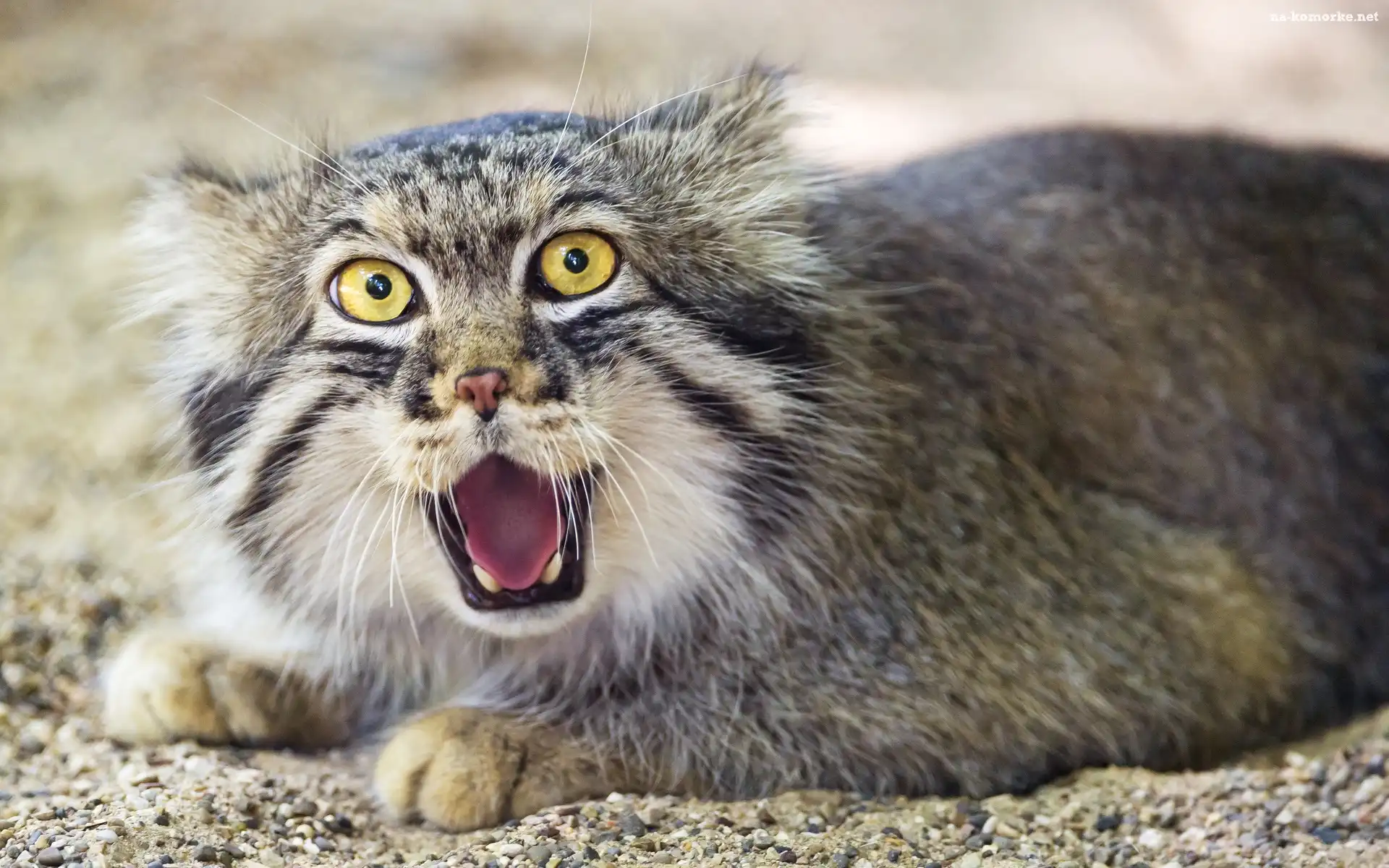 Manul, Dziki, Kot