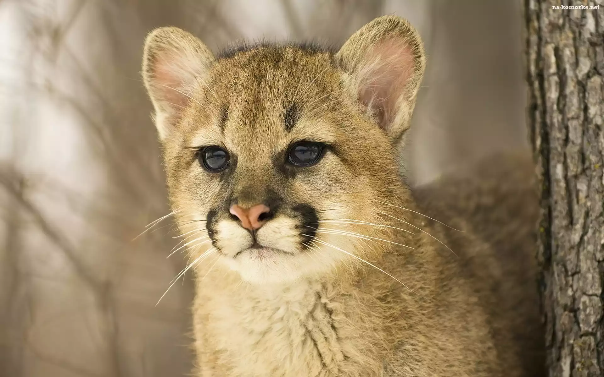 Młoda, Puma