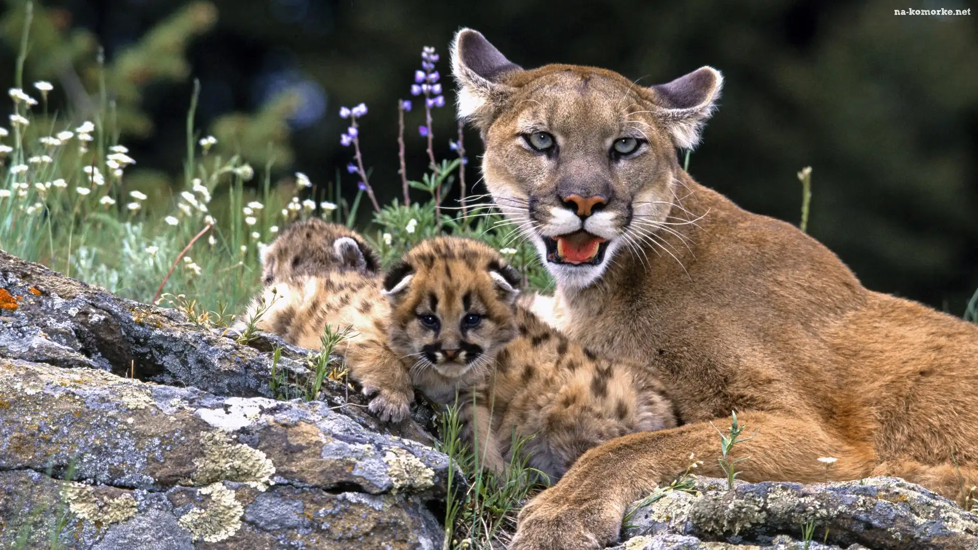 Puma, Małe