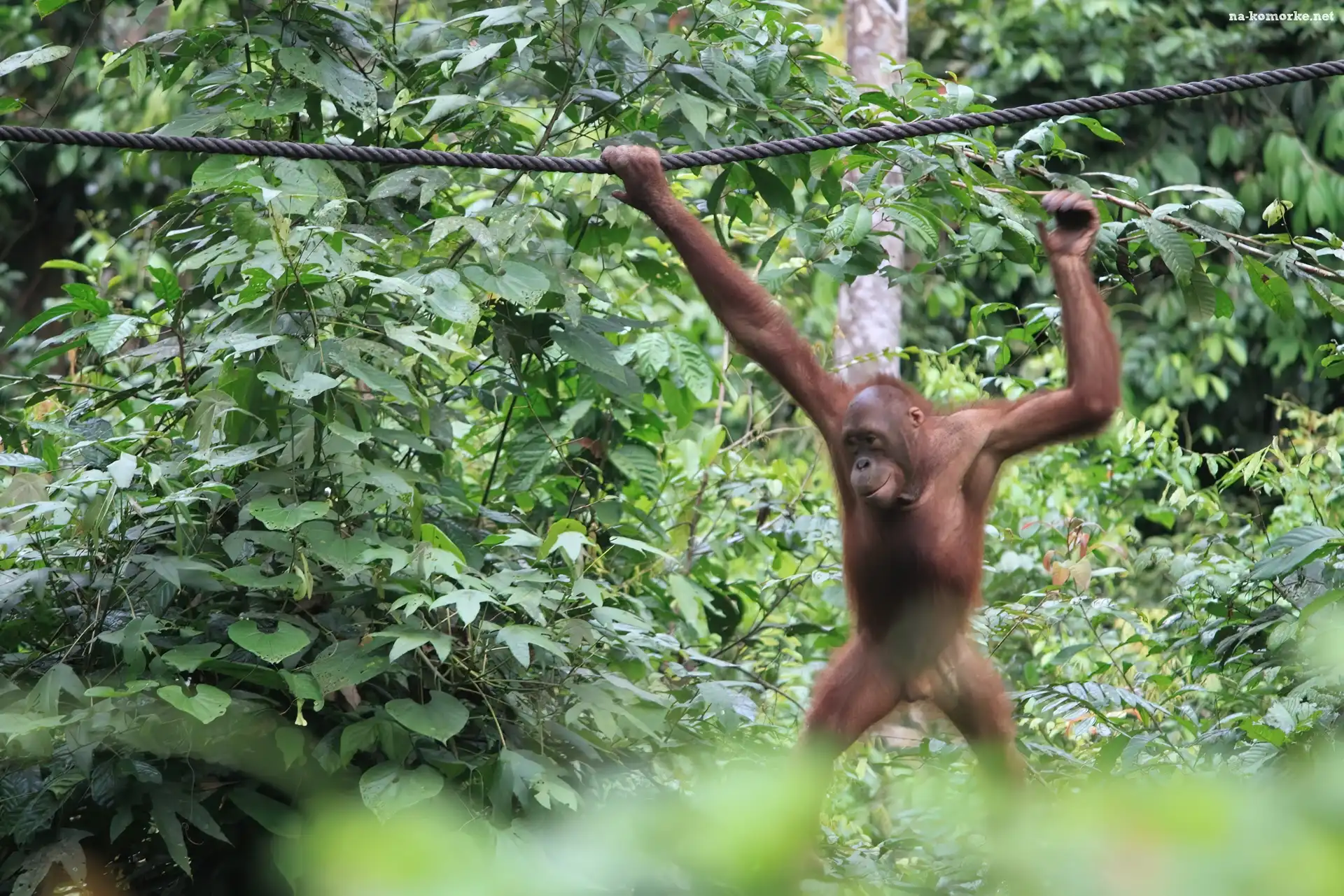 Orangutan, Dżungla, Lina