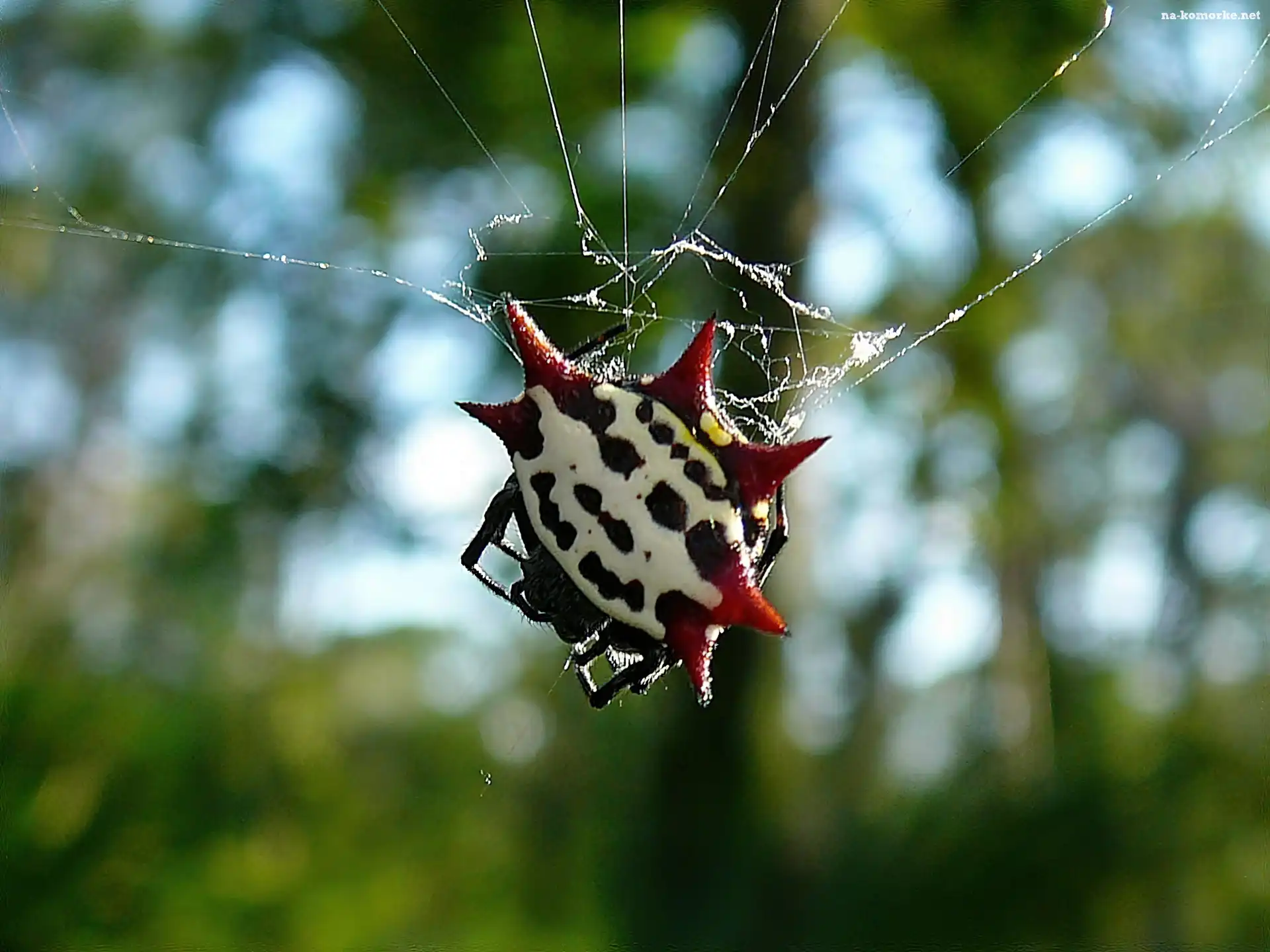 Egzotyczny, Cancriformis, PajÄ…k, Gasteracantha
